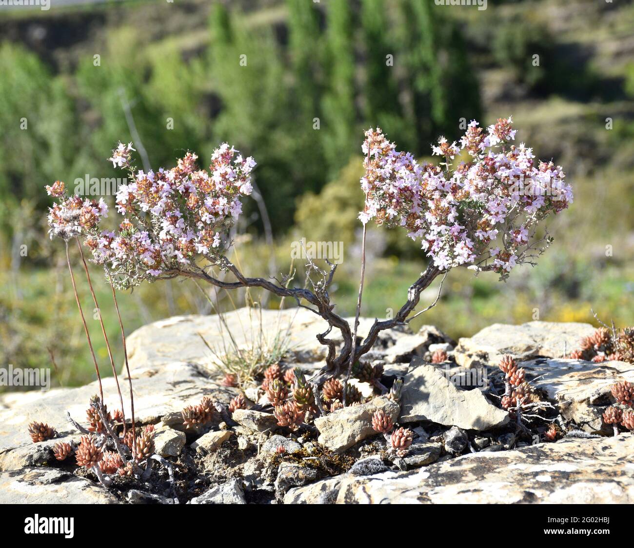 Plante à fleurs de thymus vulgaris sur roche. Plante en forme de bonsaï dans les montagnes. Banque D'Images