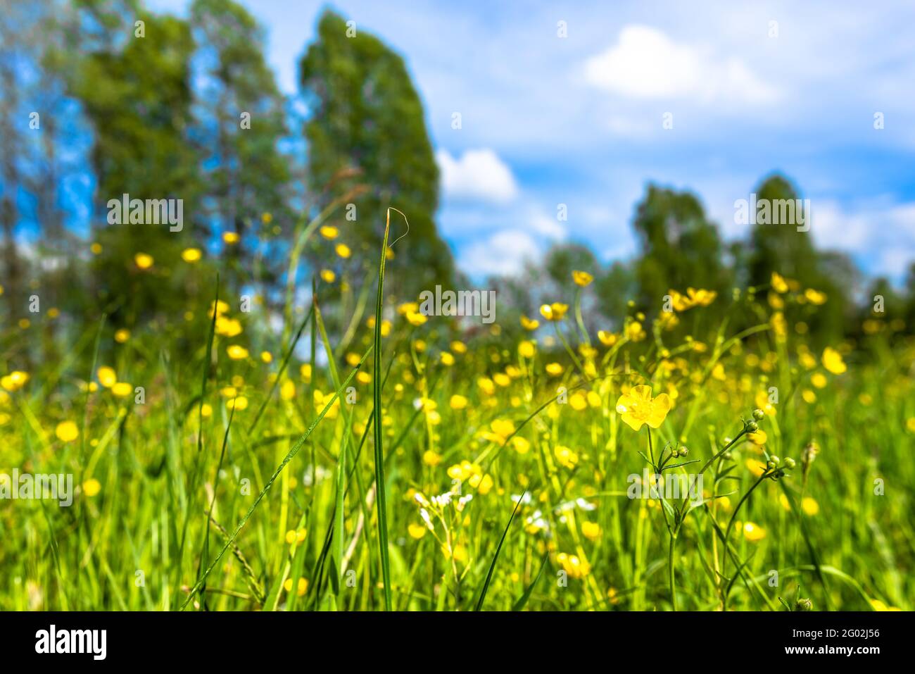 Champ vert avec fleurs, prairie avec herbe de printemps et fleurs de coupe de beurre Banque D'Images