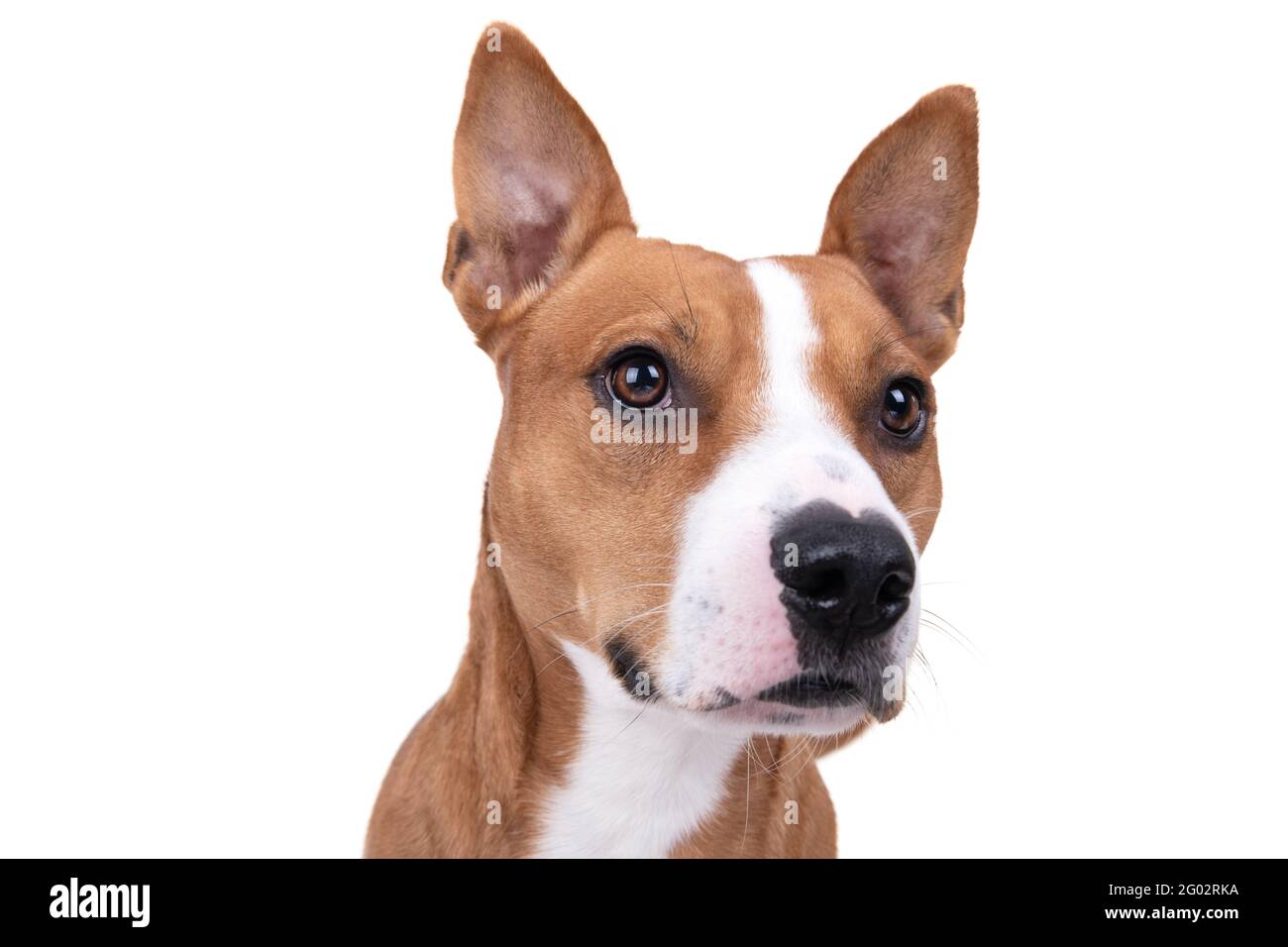 Pitbull Noir Banque D Image Et Photos Alamy