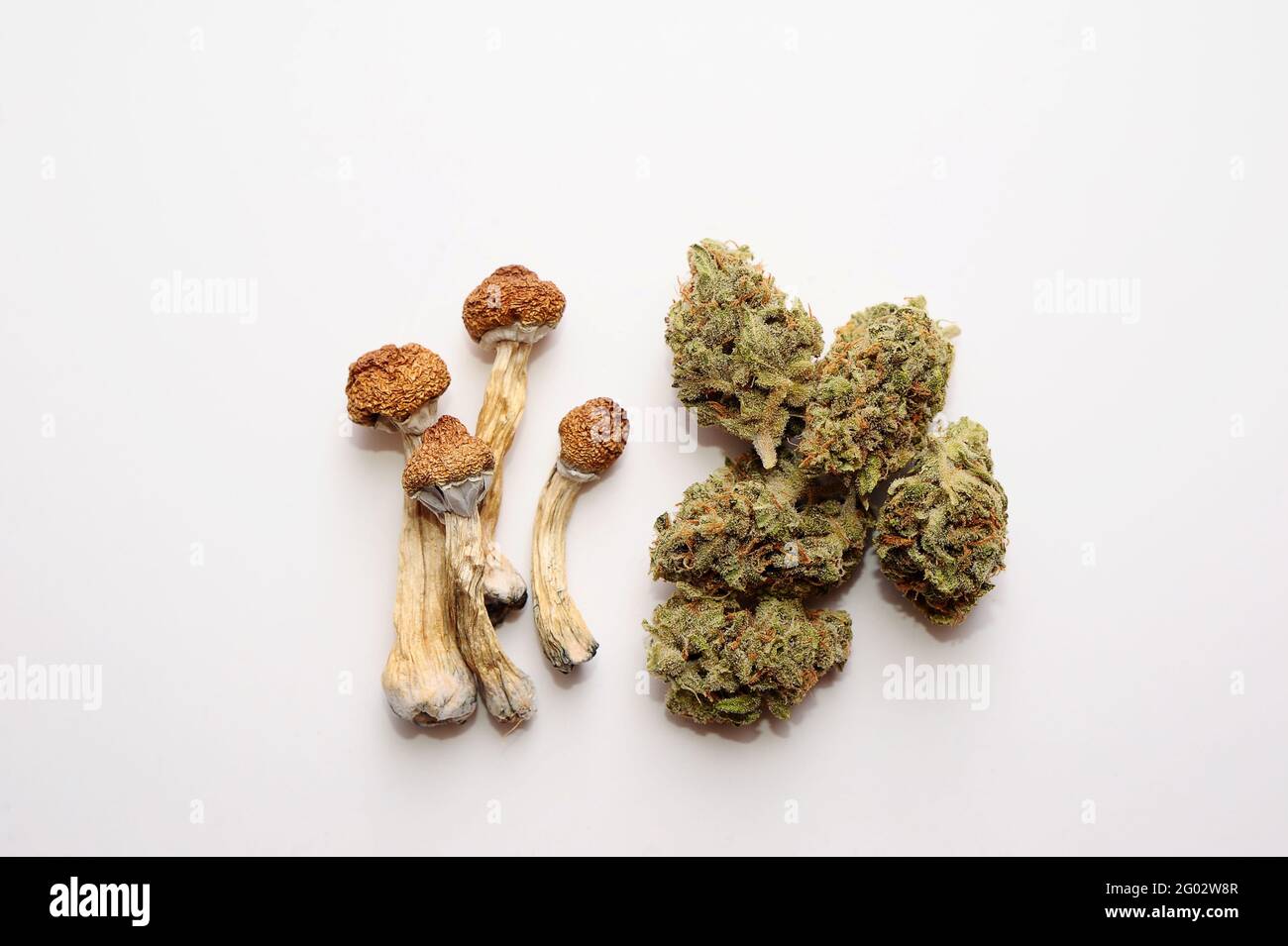 Concept de microdosage. Sécher les champignons psilocybine et les bourgeons de marijuana sur fond blanc. Expérience psychédélique. Chanvre récréation, usage médical, legaliza Banque D'Images