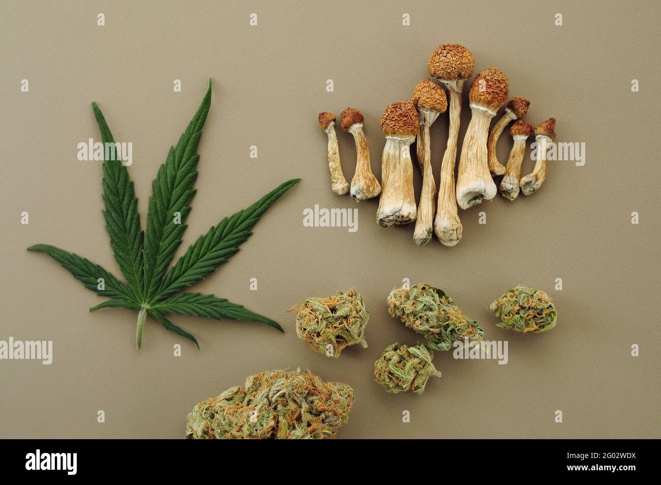 Voyage psychédélique, loisirs dans le quartier des affaires. Concept de micro-dosage. Champignons psilocybe séchés, bourgeons de cannabis, feuilles de marijuana sur fond ivoire. Banque D'Images