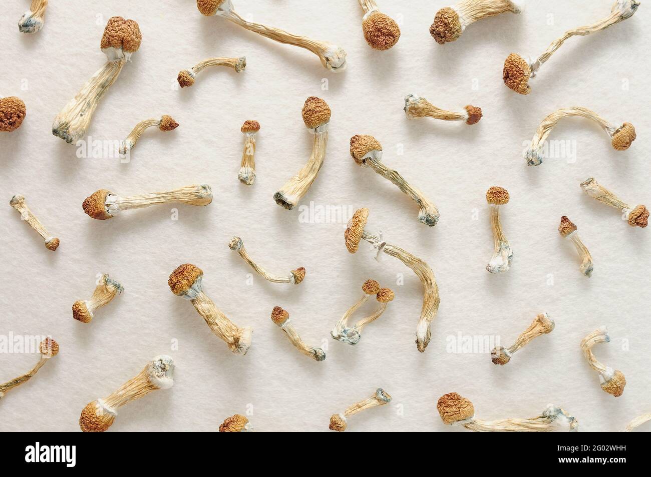 Concept de micro-dosage. Champignons psilocybine isolés sur fond ivoire. Voyage psychédélique, champignon magique. Médecine alternative. Banque D'Images