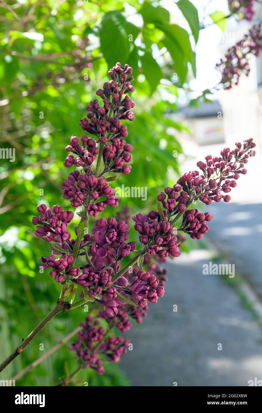 Fleurs attrayantes sur un lilas mauve foncé de mauve (Syringa vulgaris  Photo Stock - Alamy