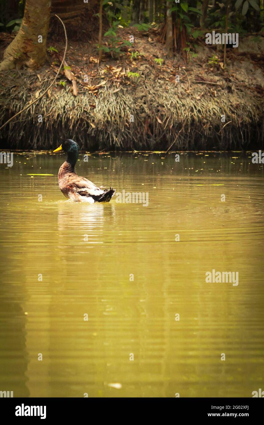 Canard sur l'étang.canard asiatique nageant sur le lac Banque D'Images