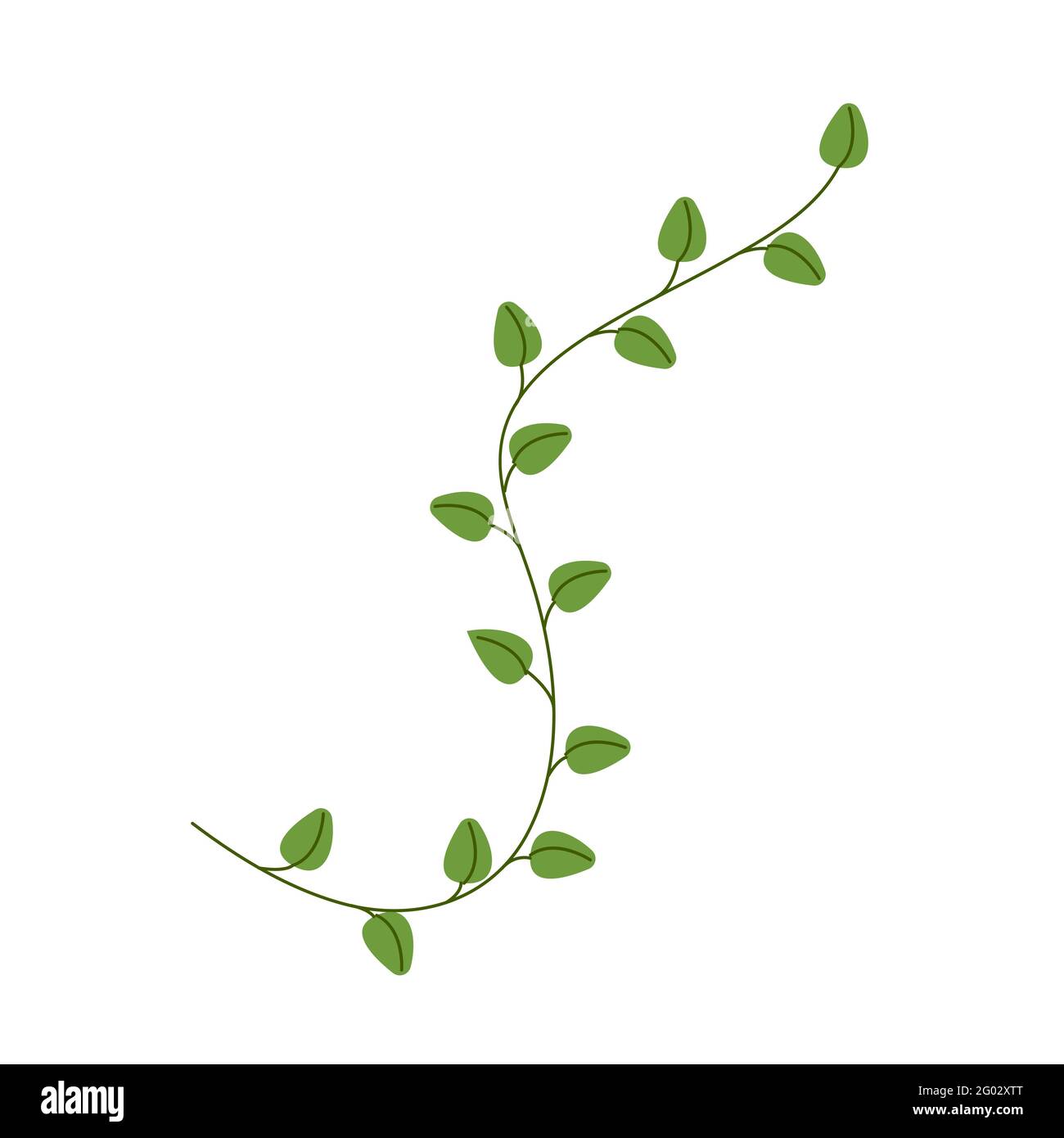 Branche d'herbes origan, herbes parfumées pour la cuisine, clipart vecteur de style plat, isolat sur blanc Illustration de Vecteur