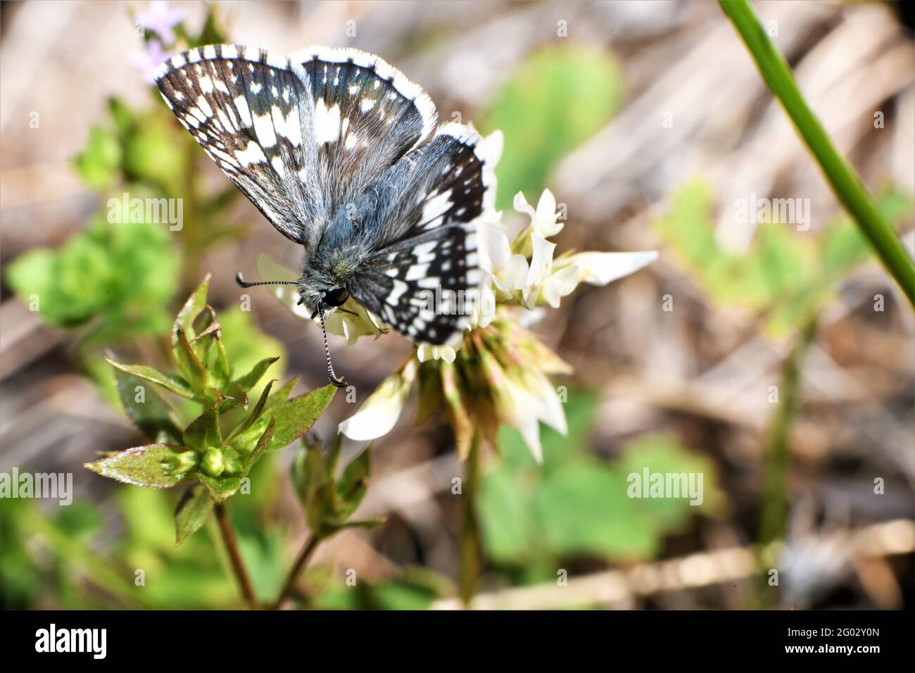 Un papillon de skipper à carreaux blancs dansant autour de la collecte de nectar. Banque D'Images