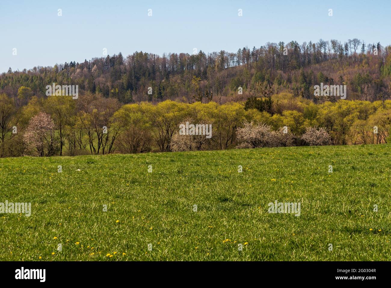 Prairie avec colline couverte par forêt feuillue pendant le beau printemps Journée au ciel clair près du village de Vendryne en République tchèque Banque D'Images