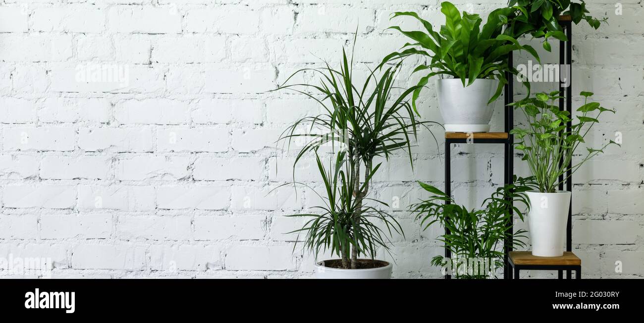 mélange de plantes d'intérieur en pot sur support par mur de brique blanche. purificateurs d'air. bannière espace de copie Banque D'Images