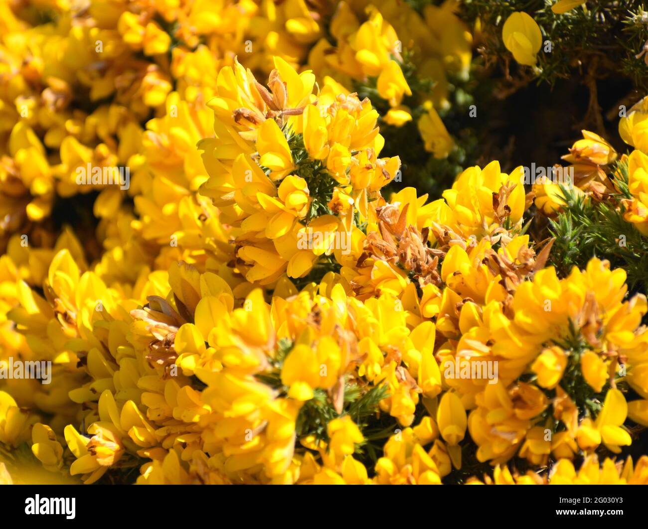 Buisson de gorge jaune [ulex europaeus] en pleine croissance près de la mer sur la côte ouest de l'Écosse. Banque D'Images