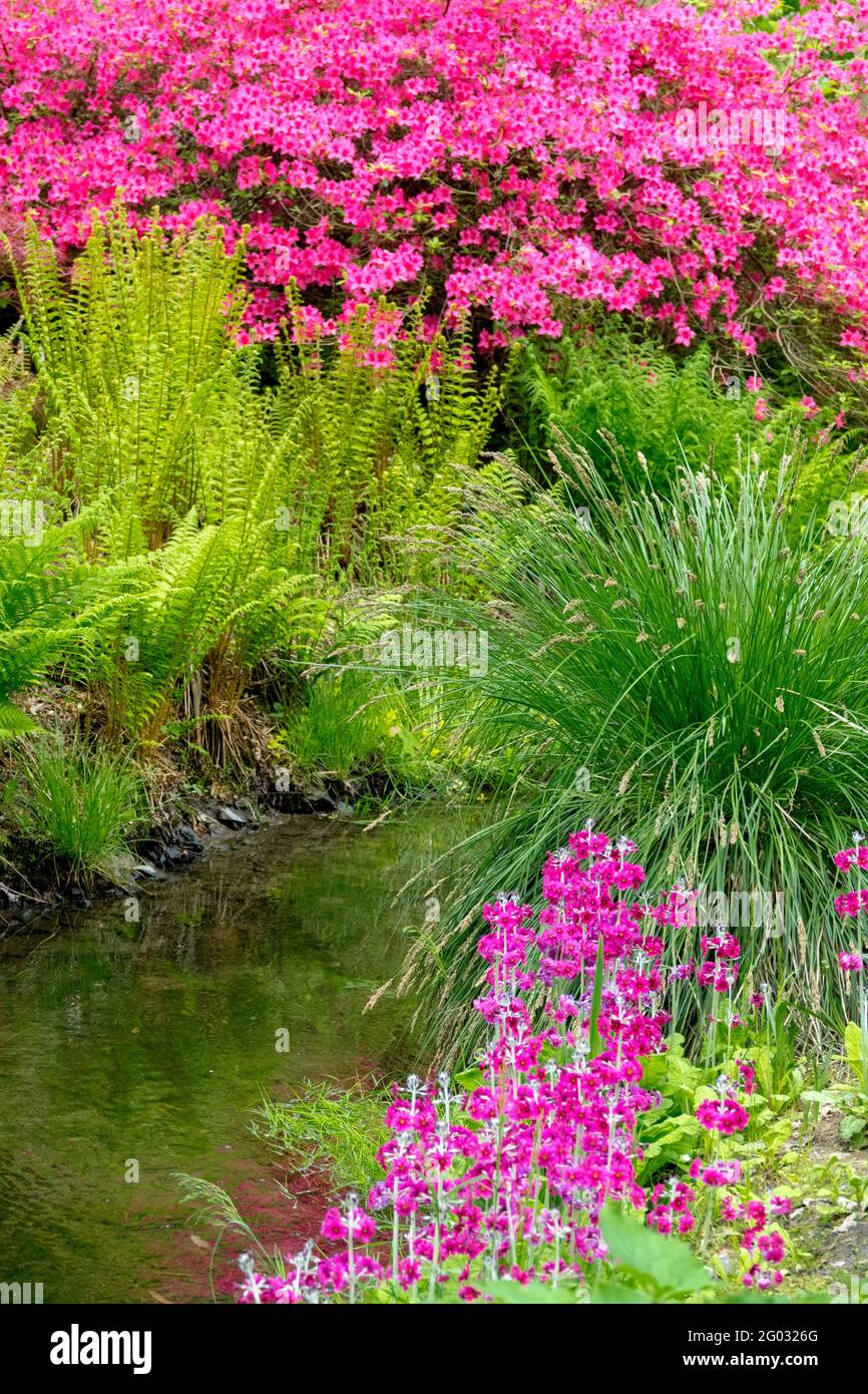 Floraison Primula pulverulenta Rhododendron chez Garden Stream primroses Shuttlecock fougère Matteuccia struthiopteris Banque D'Images