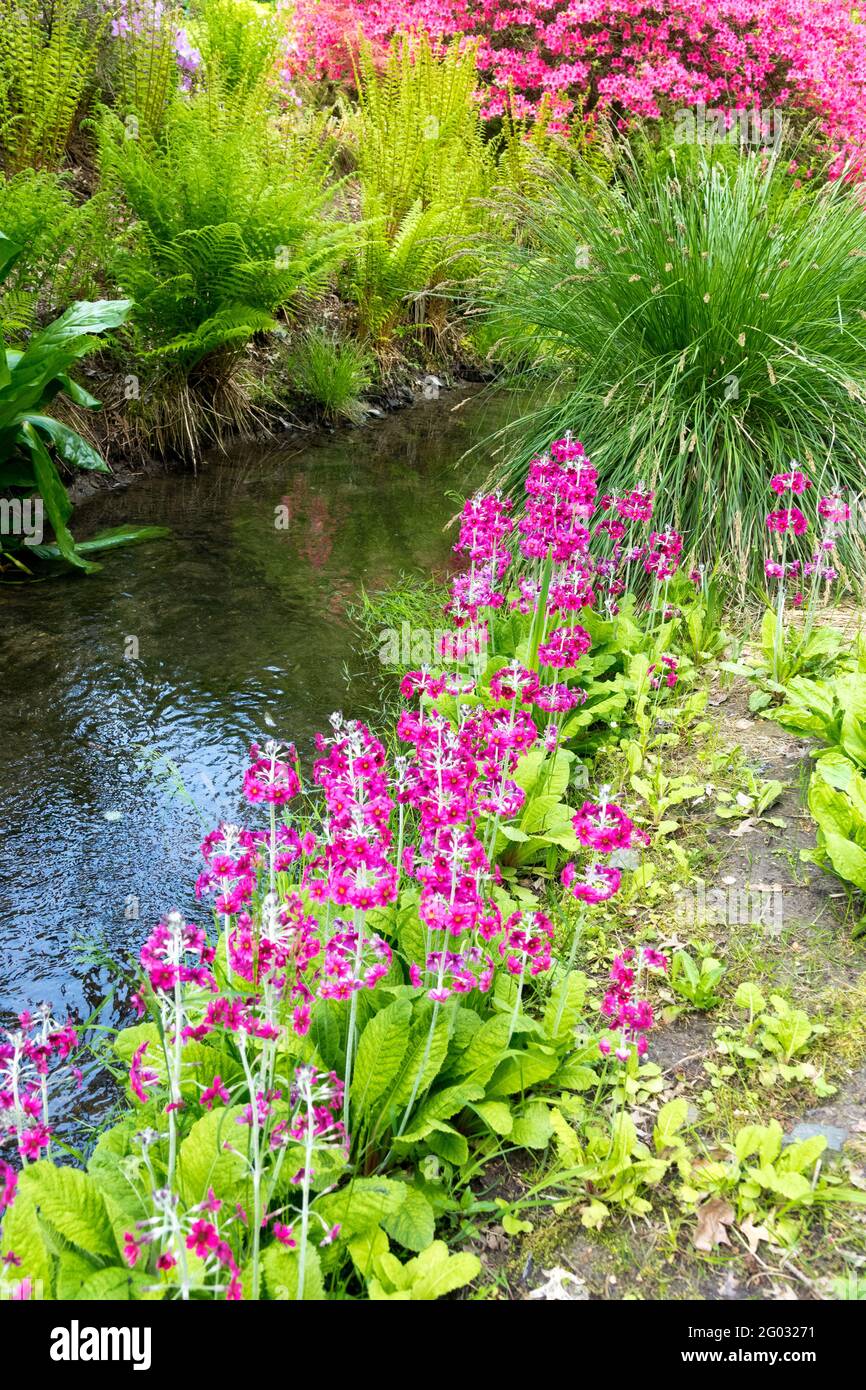 Ruisseau de jardin primitives florissant sur la banque Primula pulverulenta Matteuccia struthiopteris printemps pittoresque jardin fleurs de printemps Banque D'Images
