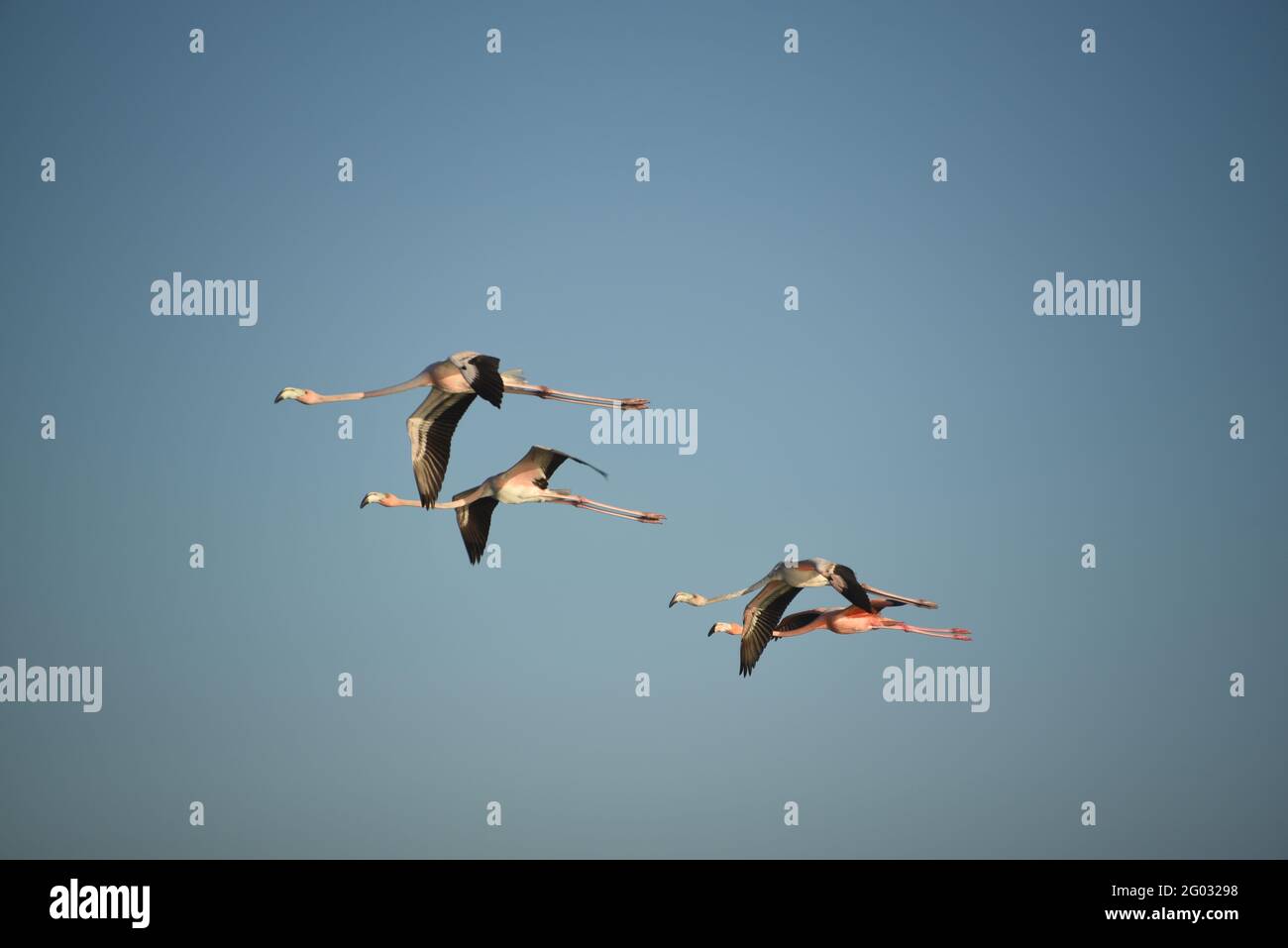 Gros plan d'un petit groupe de Flamingos sauvages volant dans un ciel bleu au-dessus de l'île éloignée de Mayaguana aux Bahamas. Notez qu'il y a un flou de mouvement. Banque D'Images