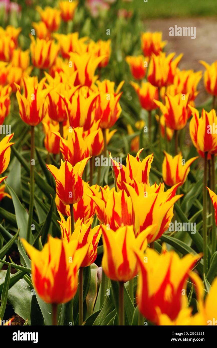 Gros plan sur les tulipes fleuries de Rembrandt Banque D'Images