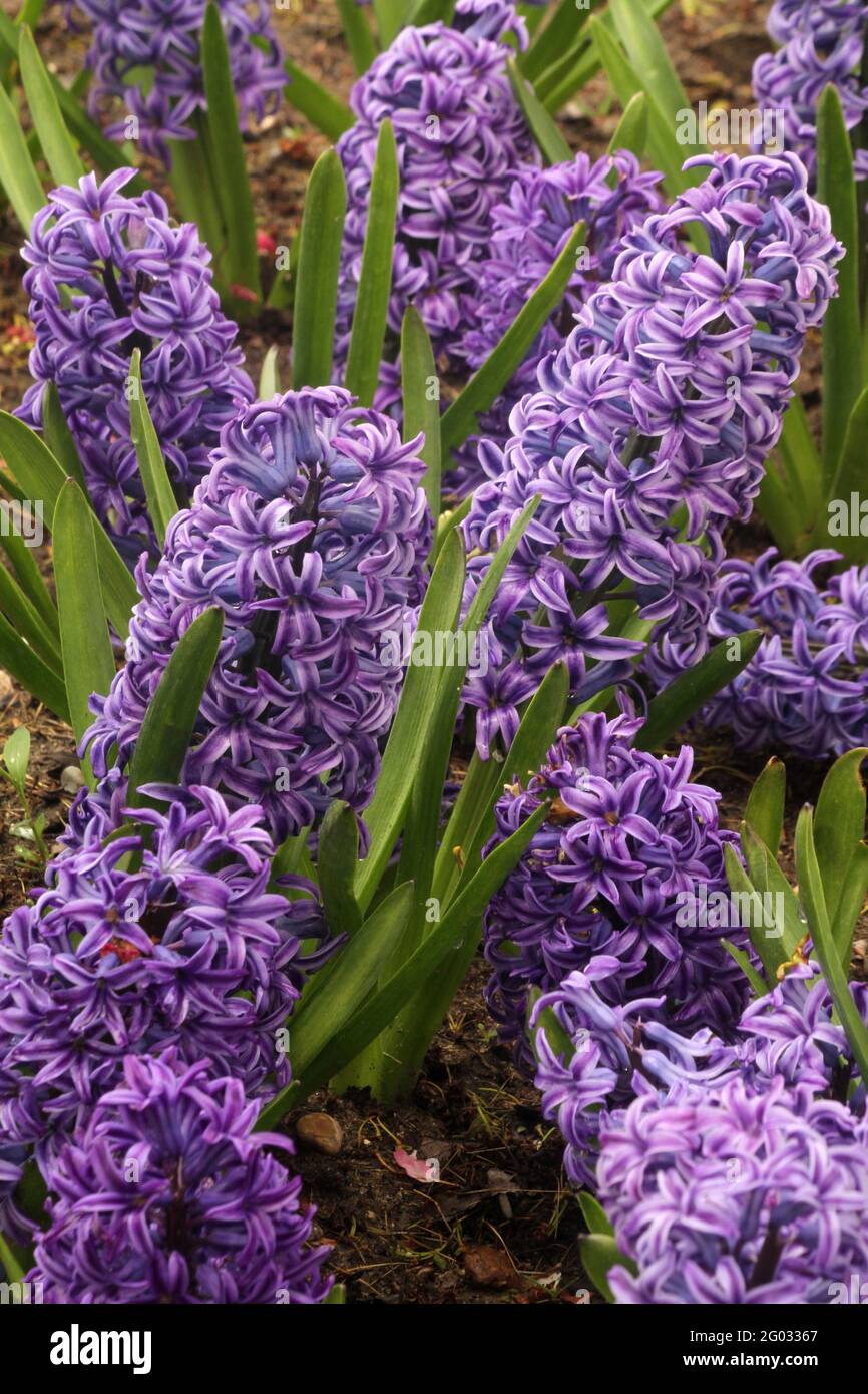 Gros plan de fleurs de jacinthe violettes Photo Stock - Alamy