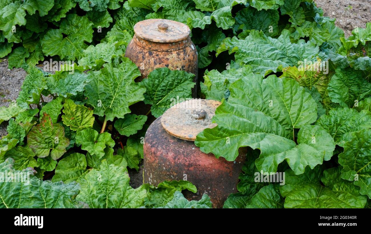 Rhubarbe de culture traditionnelle avec des machines à sous en faïence - John Gollop Banque D'Images