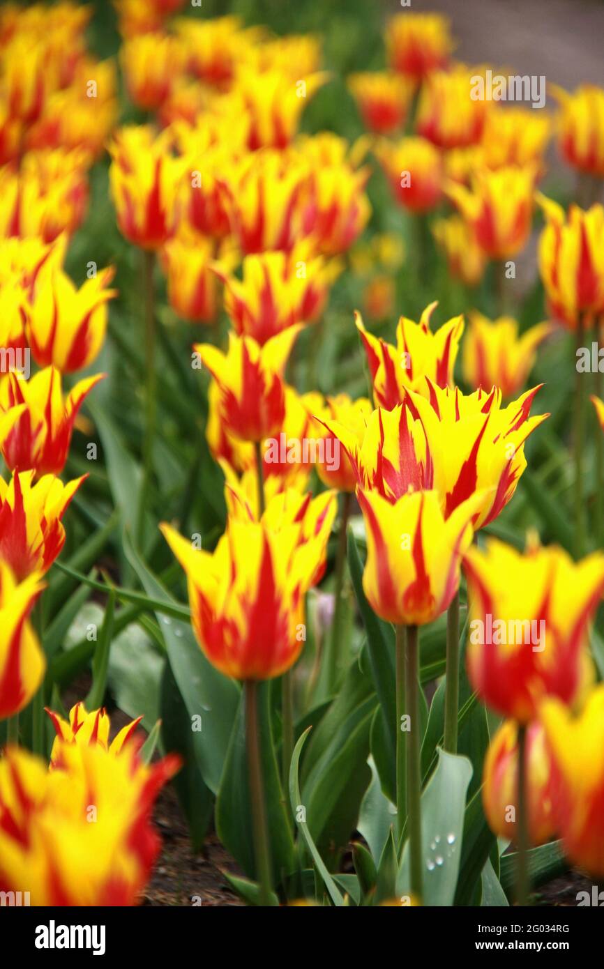 Gros plan sur les tulipes fleuries de Rembrandt Banque D'Images