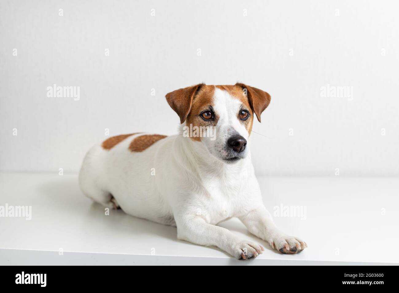 Portrait d'un chien allongé Jack Russell Terrier sur fond clair. Banque D'Images