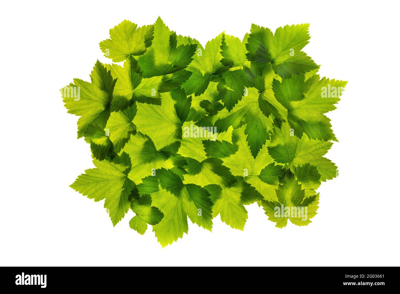 Groupe de feuilles de cassis vert translucide isolées sur fond blanc. Banque D'Images