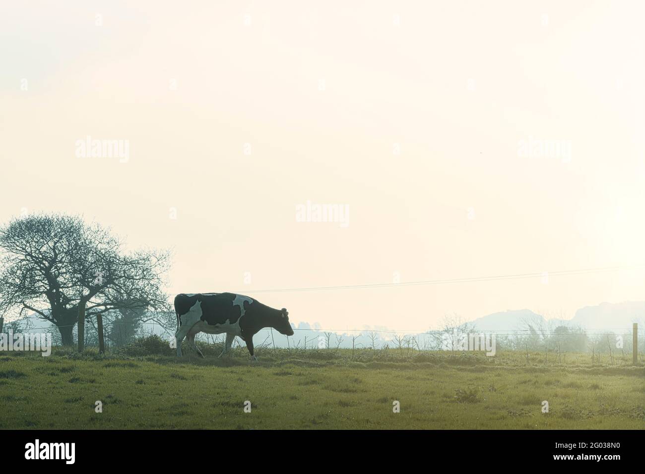 Vache marchant dans le pâturage le matin. Co. Wexford. Irlande. Banque D'Images