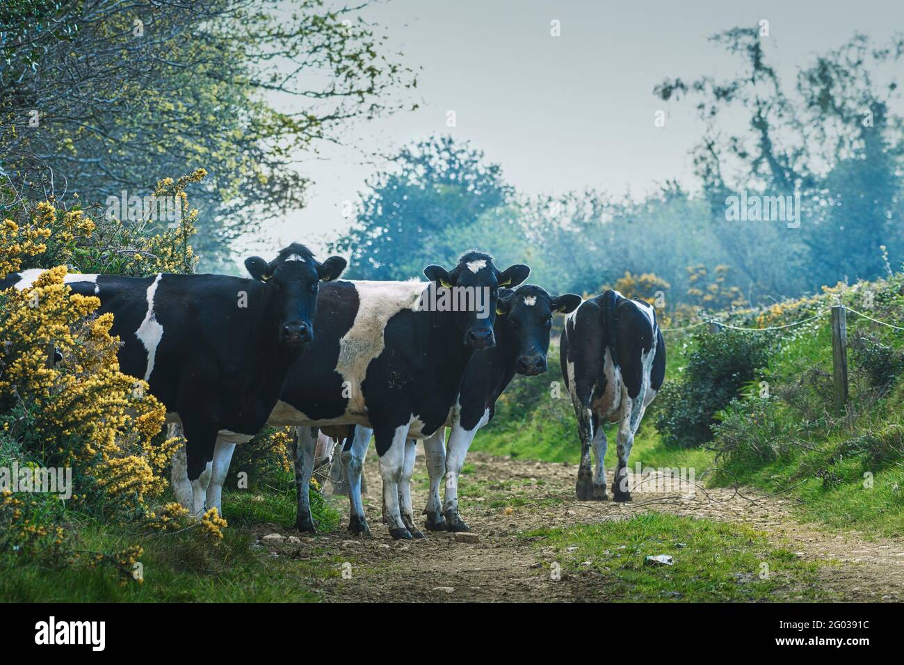 Vaches à la petite voie regardant dans la caméra. Co. Wexford. Irlande. Banque D'Images