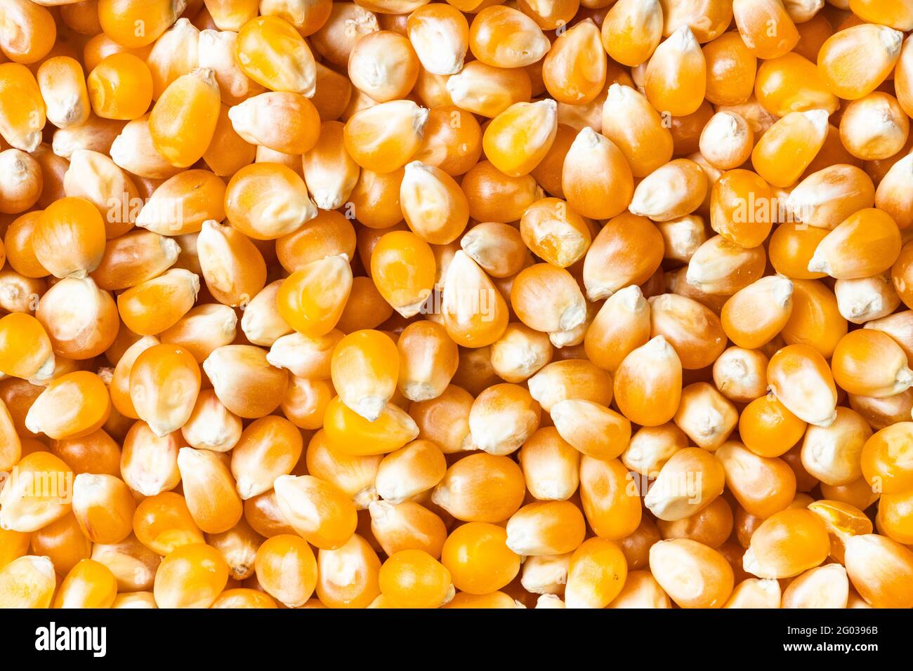 contexte alimentaire - de nombreux cornes de maïs cru Banque D'Images