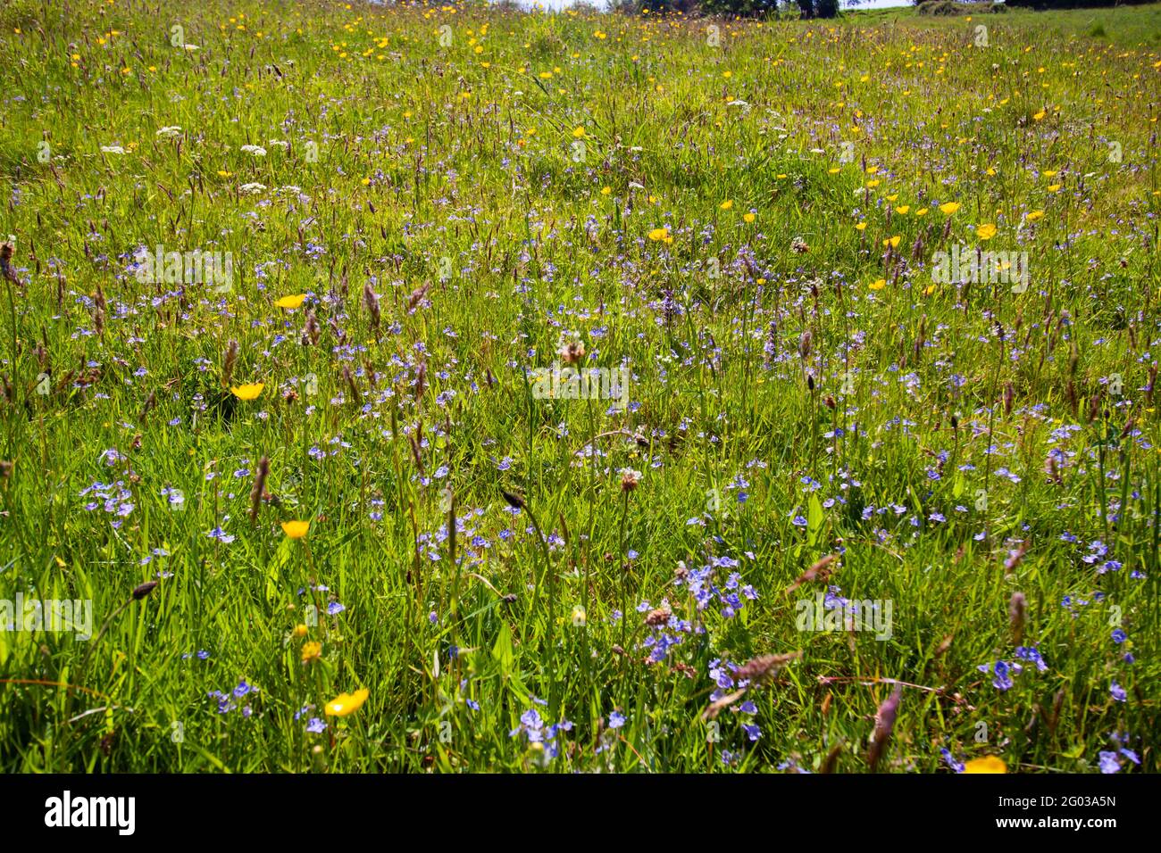 Vue sur une prairie naturelle de fleurs sauvages dans les Cotswold Collines Banque D'Images