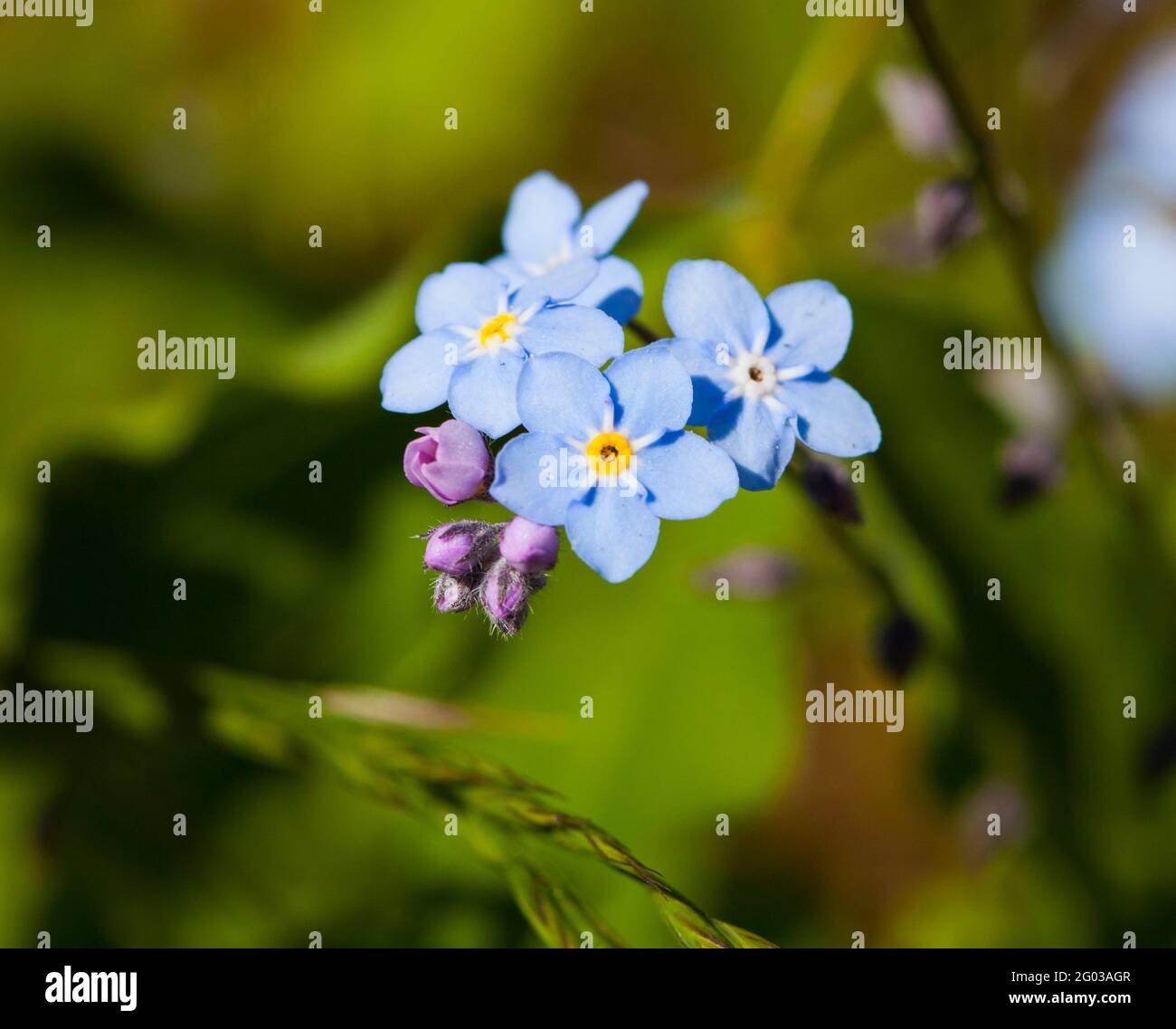 MYOSOTIS Scorpioides Banque D'Images