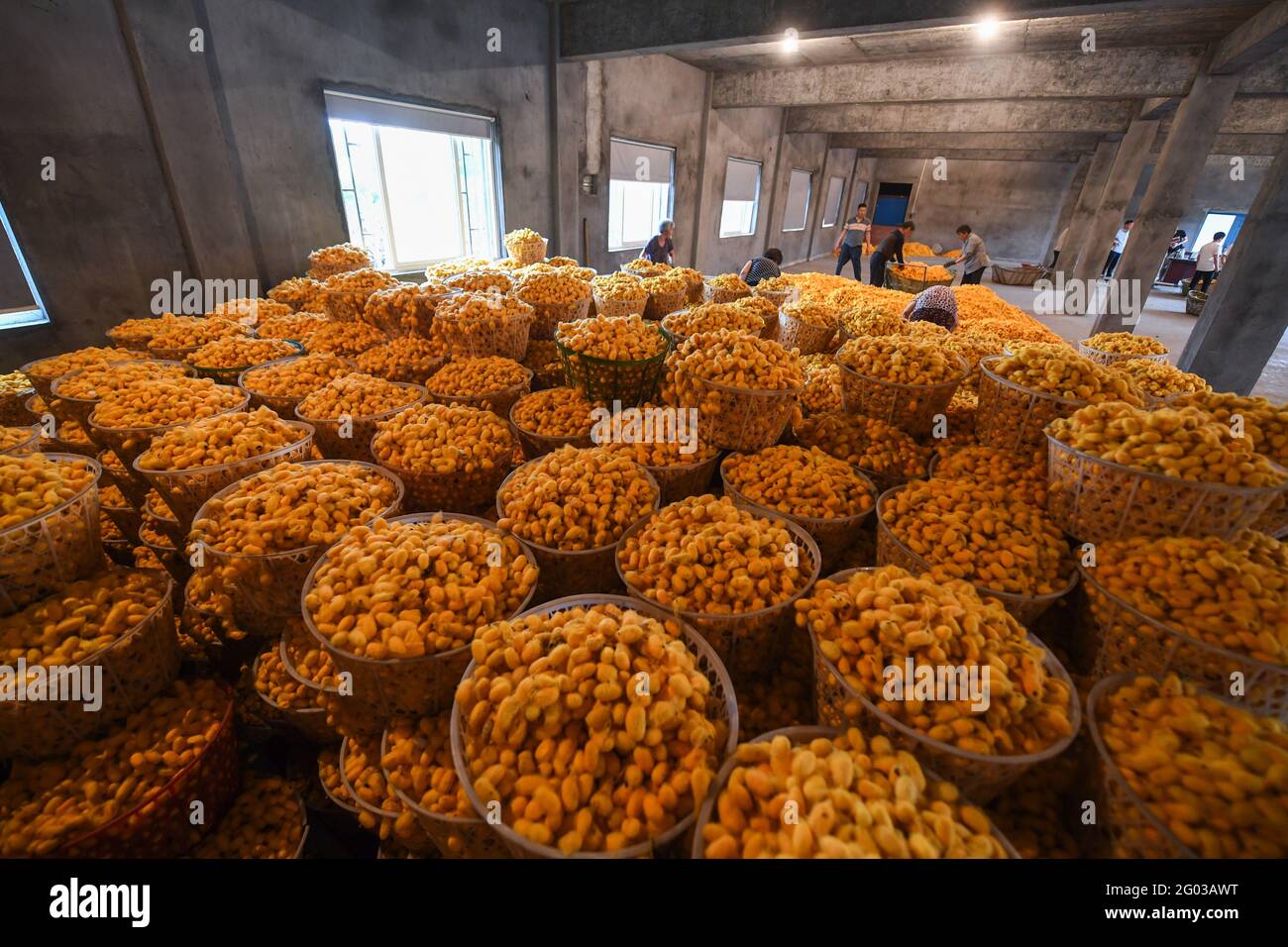 (210531) -- TONGXIANG, 31 mai 2021 (Xinhua) -- le personnel a acheté des cocons dorés dans une coopérative de sériculture du village de Jiansheng, dans la ville de Tongxiang, dans la province de Zhejiang, en Chine orientale, le 26 mai 2021. Tongxiang, province de Zhejiang en Chine orientale, est célèbre pour ses plus de 4,000 ans d'histoire de la sériculture. Sa tradition d'élevage de vers à soie et de plantation de mûres a été inscrite par le Conseil d'État comme patrimoine culturel immatériel national. Une nouvelle variété de ver à soie appelée 'cocon doré' est de couleur or pâle. La soie transformée de 'cocon doré' a une teneur en lutéine plus élevée et un meilleur antibac Banque D'Images