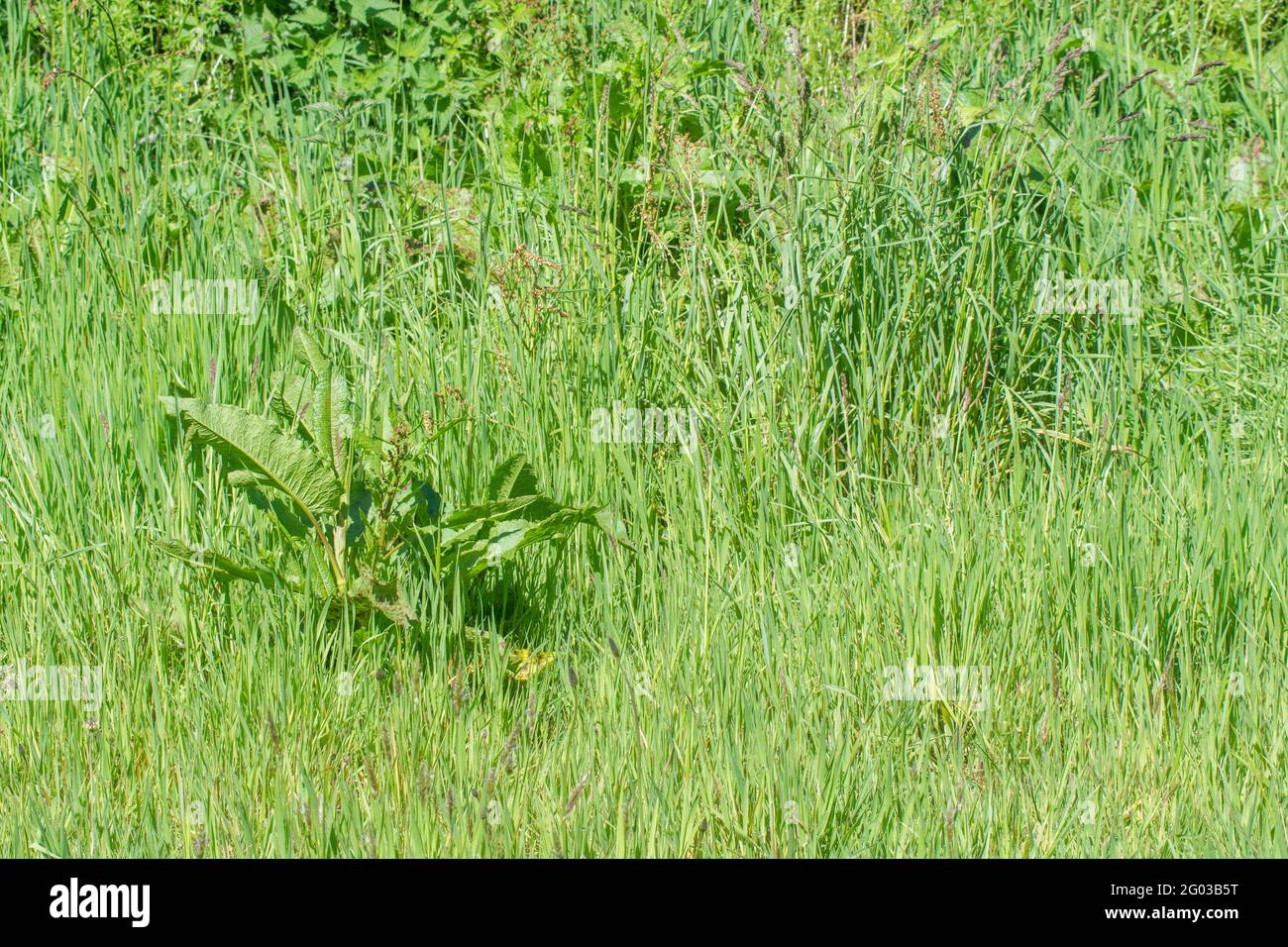Végétation rurale surexploité à la lumière du soleil avec un grand spécimen de clé de Dock / Rumex obtusifolius à feuilles larges. C'est une mauvaise herbe agricole gênante Banque D'Images