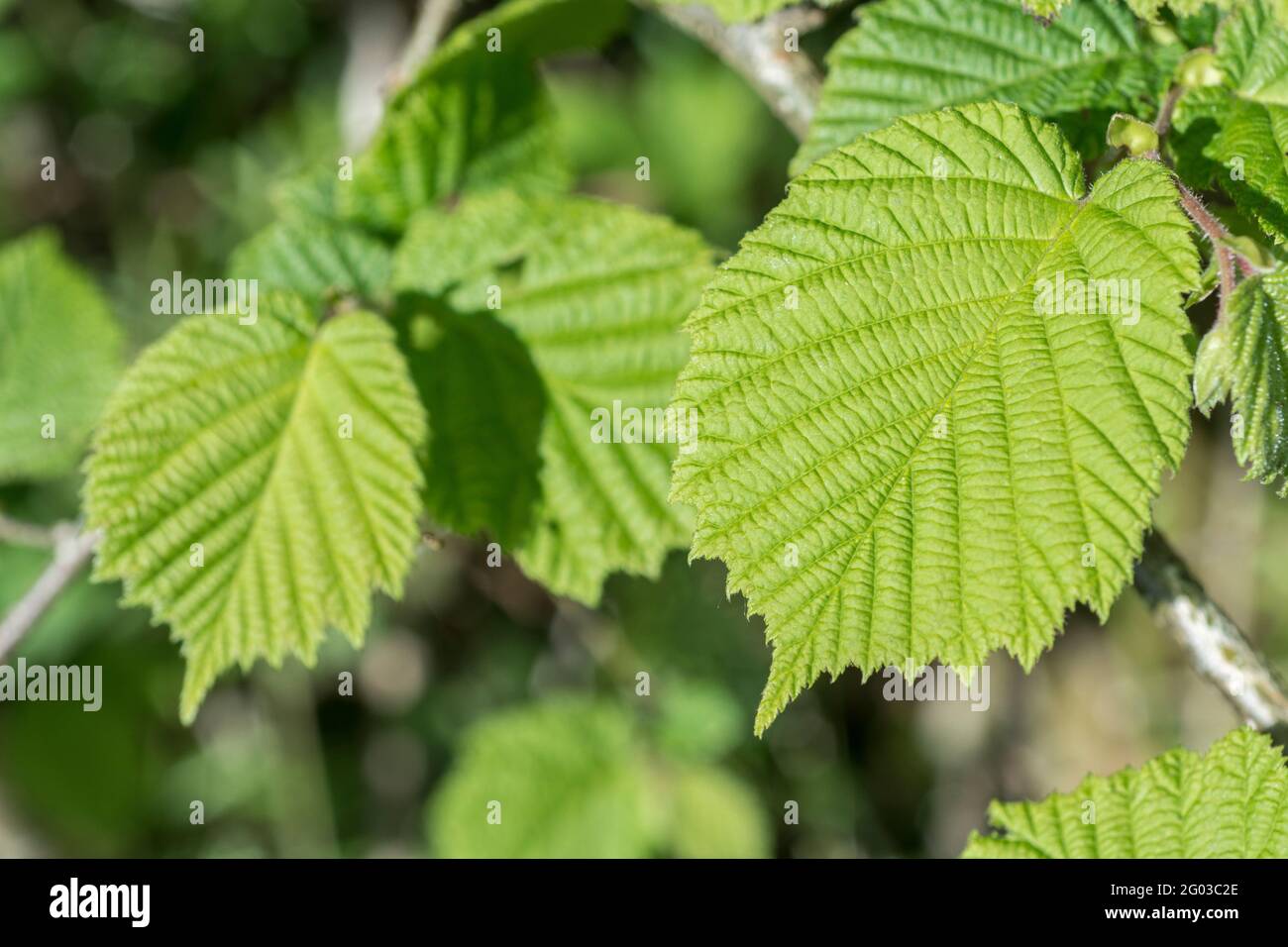 Lumière du soleil sur les feuilles de Hazel / Corylus avellana dans un hedgerow cornique. Tandis que les noix sont mangées comme la nourriture hazel a également été utilisé dans les remèdes à base de plantes médicinales et les remèdes. Banque D'Images