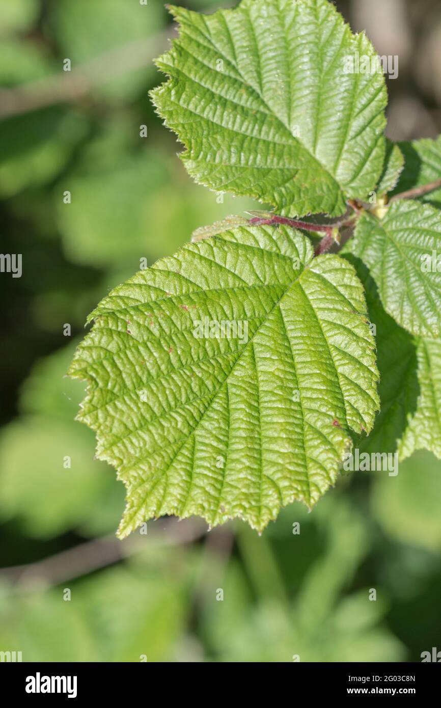 Lumière du soleil sur les feuilles de Hazel / Corylus avellana dans un hedgerow cornique. Tandis que les noix sont mangées comme la nourriture hazel a également été utilisé dans les remèdes à base de plantes médicinales et les remèdes. Banque D'Images