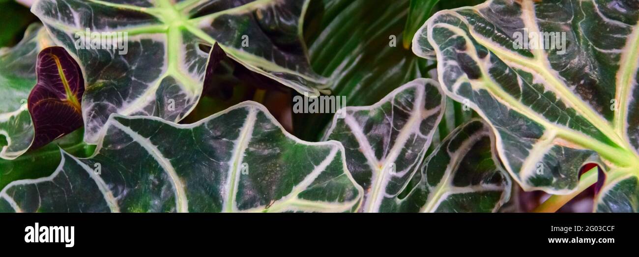 Le vert laisse l'arrière-plan. Feuilles vertes ton foncé le matin Banque D'Images