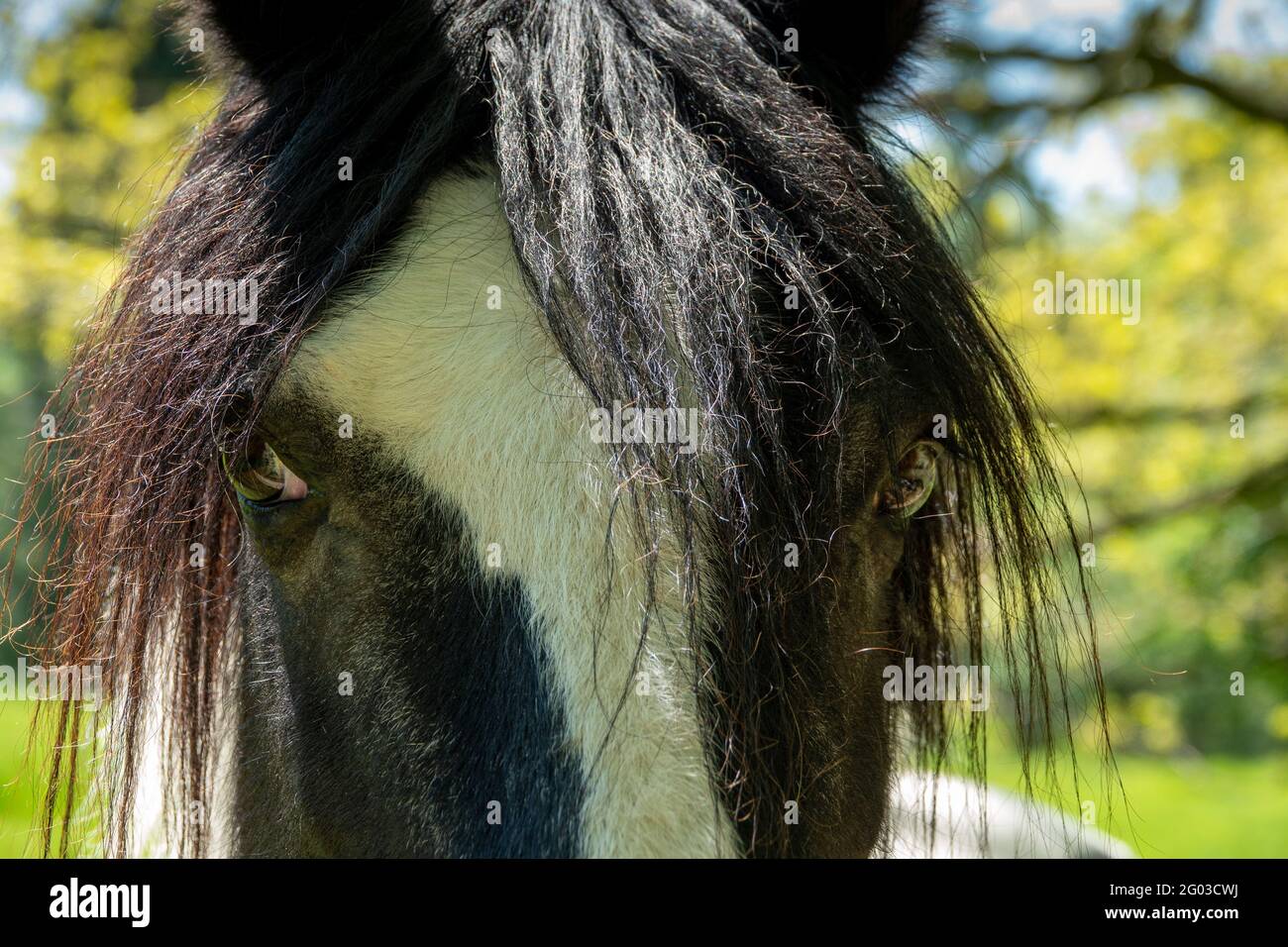 Un front sur le shote d'un cheval regardant directement dans l'appareil photo Banque D'Images