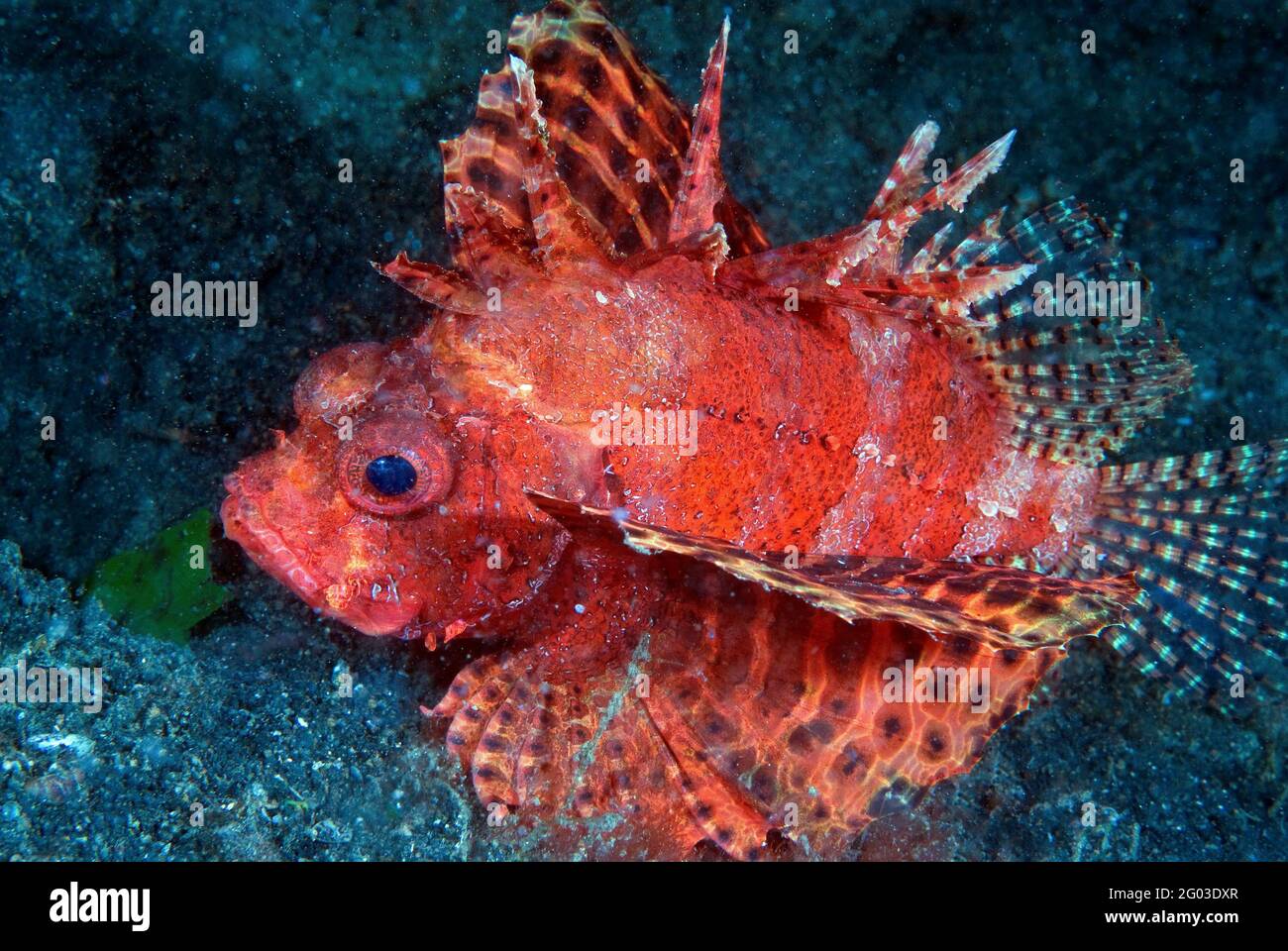 Lionfish à nageoires courtes (Dendrochirus brachypterus) détroit de Lembeh, Sulawesi (Indonésie) Banque D'Images