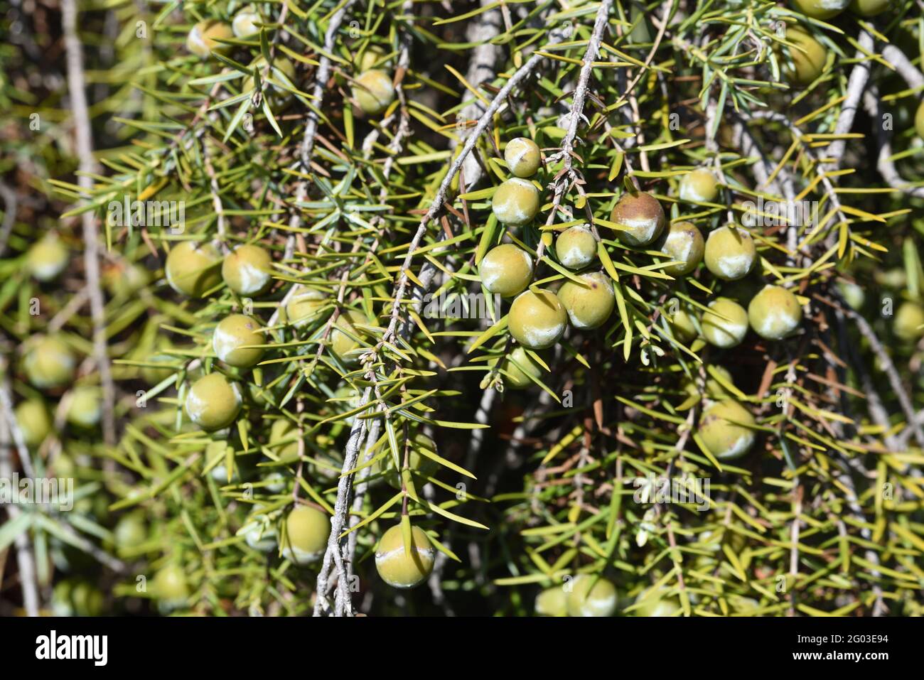 Baies Juniper de Common Juniper Juniperus communis Banque D'Images