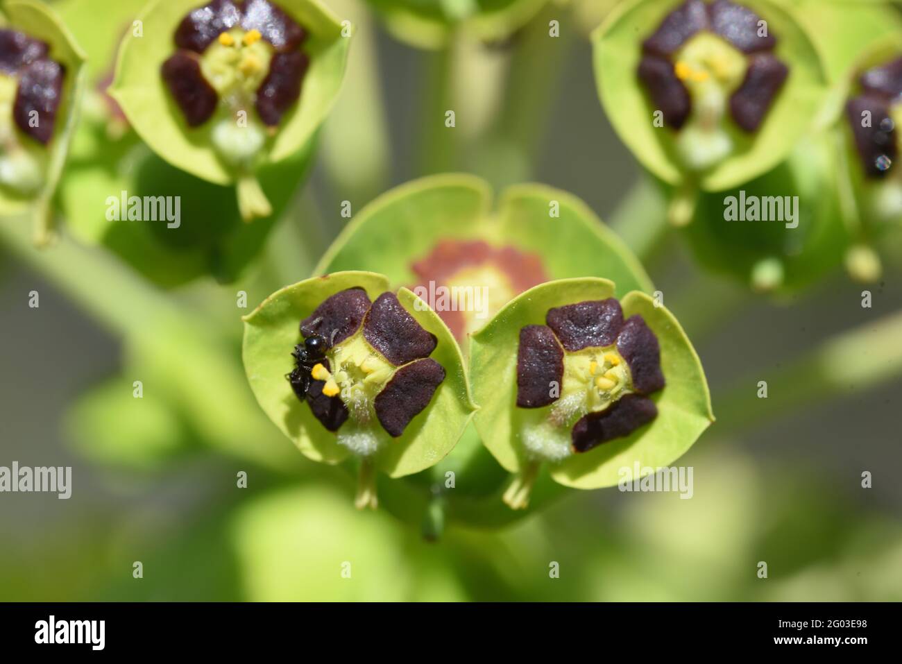 Détail montrant les glandes de Nectar dans la Cyathie ou les bractéoles de la Méditerranée Spurge, alias albanais Spurge, Euphorbia chacias Banque D'Images