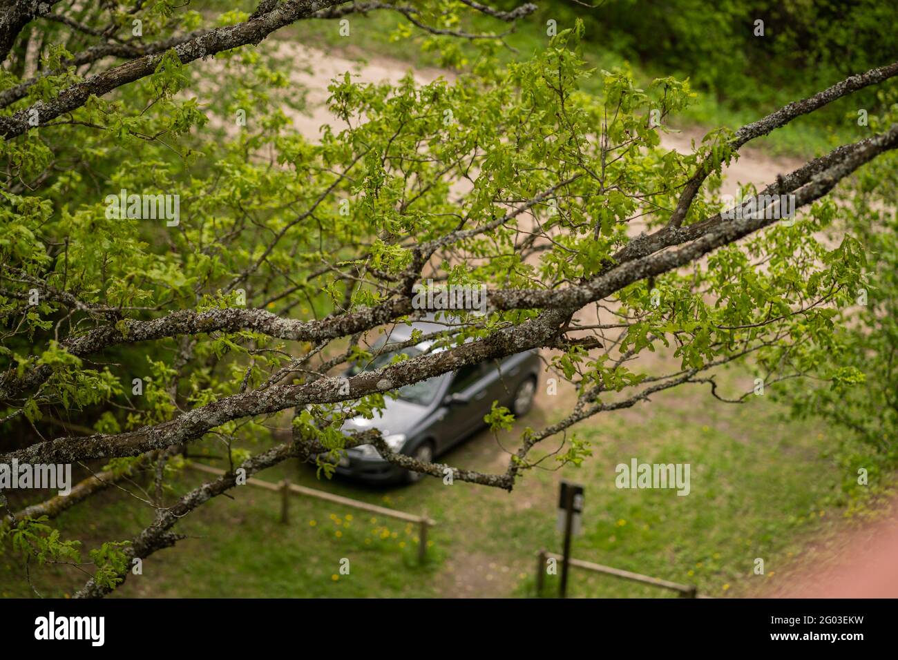La voiture est piquée à travers les arbres, la voiture est floue, d'en haut, verte Banque D'Images