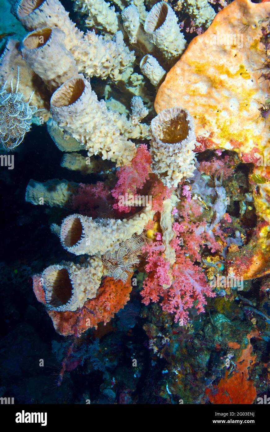 Enchevêtrement d'éponges tubulaires et de corail rouge doux, Parc national de Bunaken Manado Tua, Sulawesi, Indonésie Banque D'Images