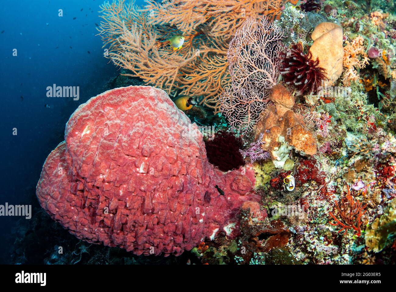 Grande éponge de tonneau rose, avec des ventilateurs de mer colorés et des crinoïdes sur la plongée murale, parc national Bunaken Manado Tua, Sulawesi, Indonésie Banque D'Images