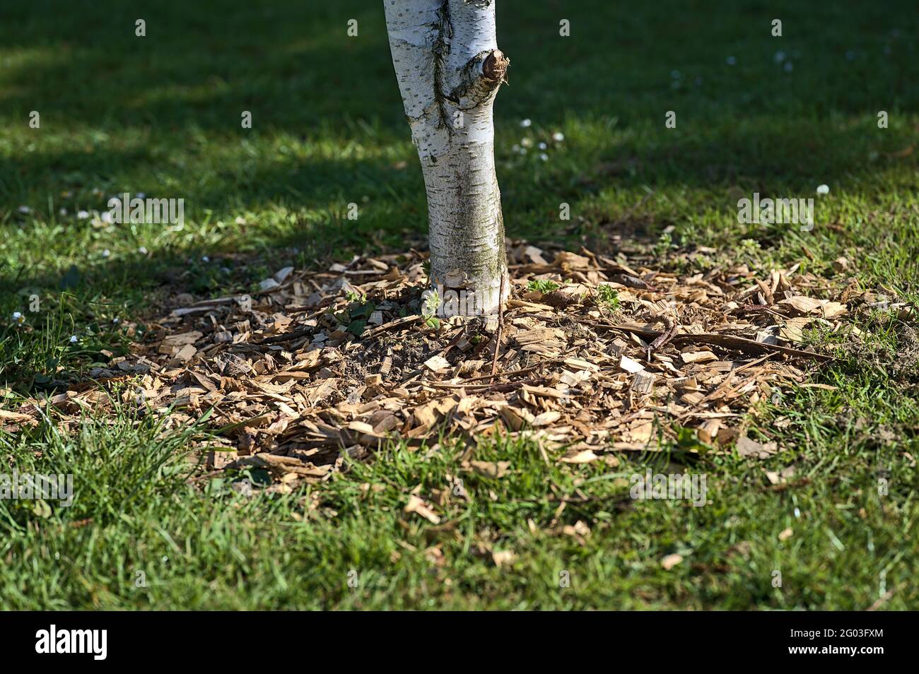 Belle vue de dessus de gros plan de bouleau rond à paillis avec des copeaux de bois et des feuilles déchiquetées au campus universitaire, Dublin, Irlande. Doux et sélectif Banque D'Images