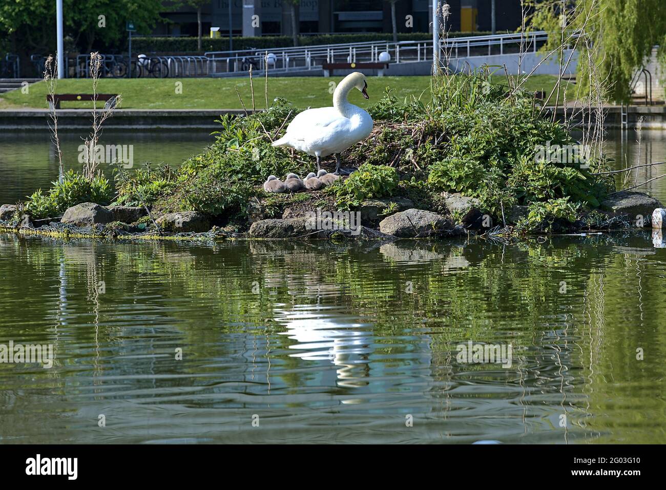Belle Vue Basse Reflective Du Cygne Blanc Cygnus Avec Bebe Cygnes Cygnets Se Reposant Au Soleil Sur Une Petite Ile Dans Lac Sur Le Campus Universitaire Photo Stock Alamy