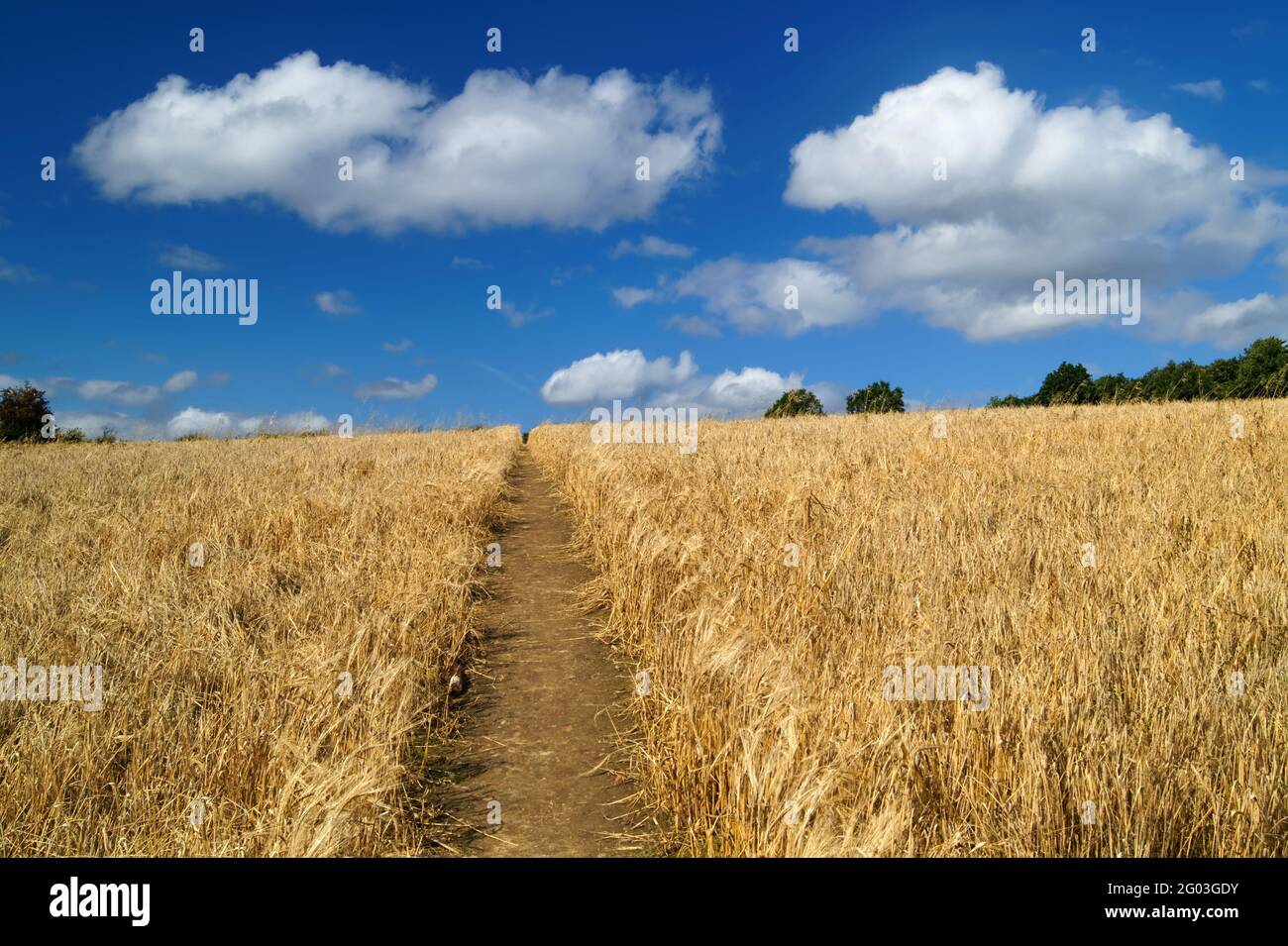 Royaume-Uni, Yorkshire du Sud, Rotherham, sentier traversant la récolte de blé échouée dans le champ près de Wentworth. Banque D'Images