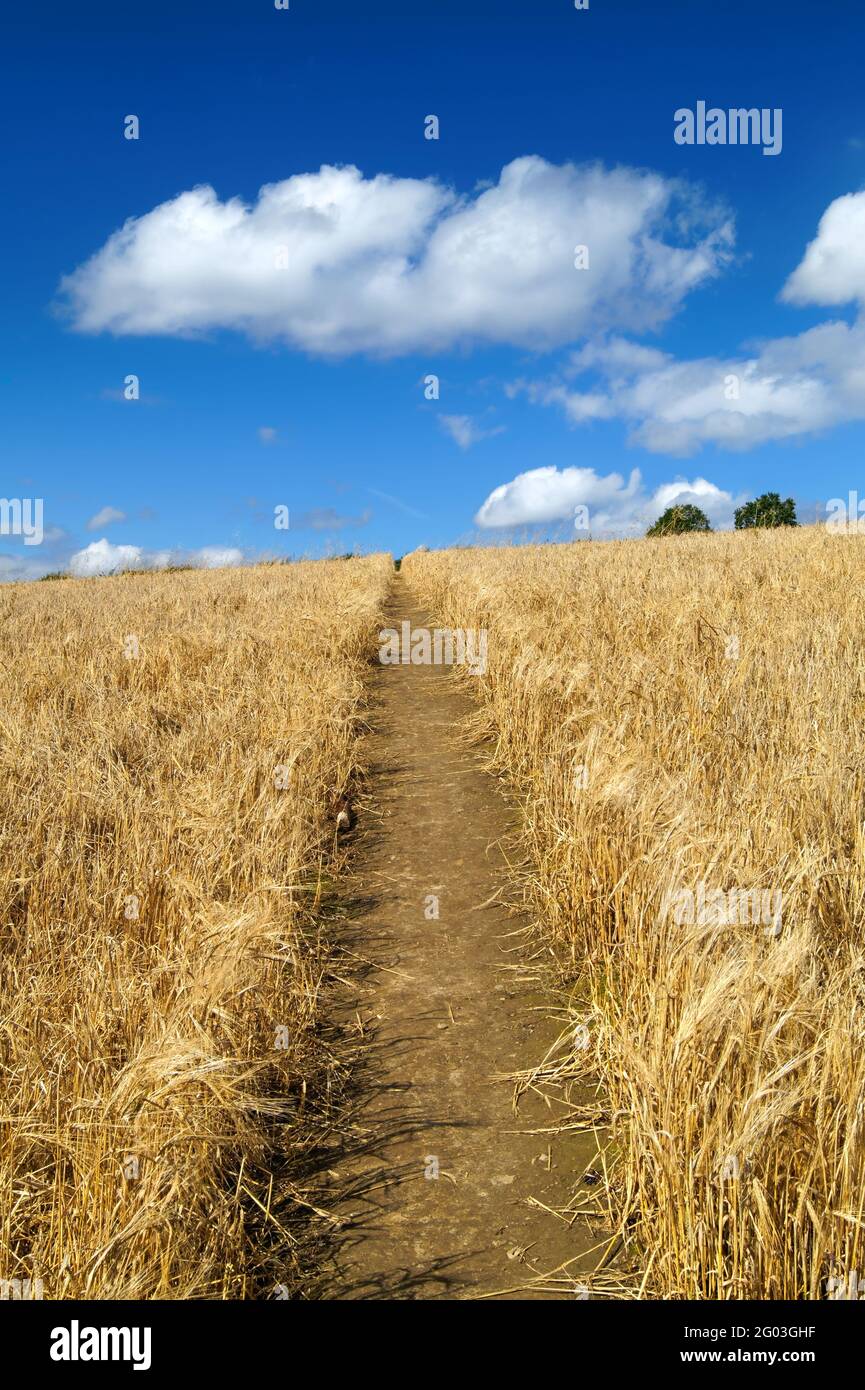 Royaume-Uni, Yorkshire du Sud, Rotherham, sentier traversant la récolte de blé échouée dans le champ près de Wentworth. Banque D'Images