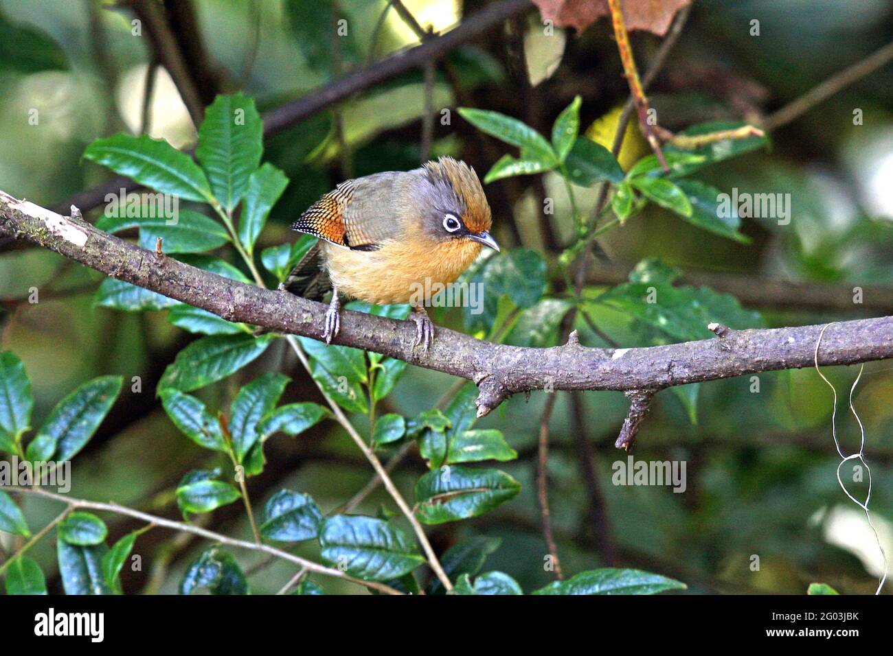 Une barque à l'extérieur (Actinodura ramsayi) Perchée sur une petite branche dans la forêt du Nord Thaïlande Banque D'Images