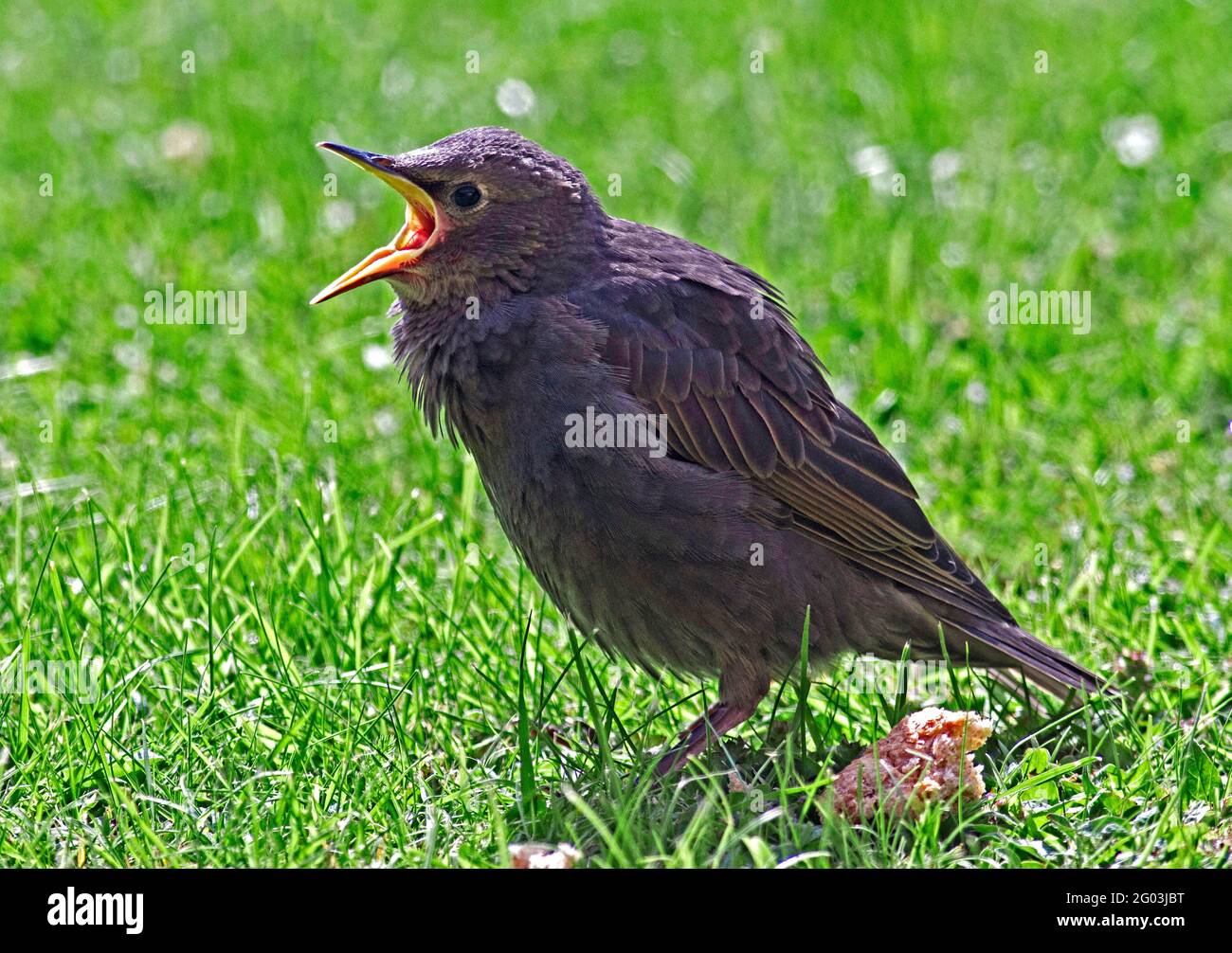 Un jeune Starling européen (Sturnus vulgaris) en attente d'être nourri par un oiseau parent dans un jardin dans le sud de l'Angleterre Banque D'Images