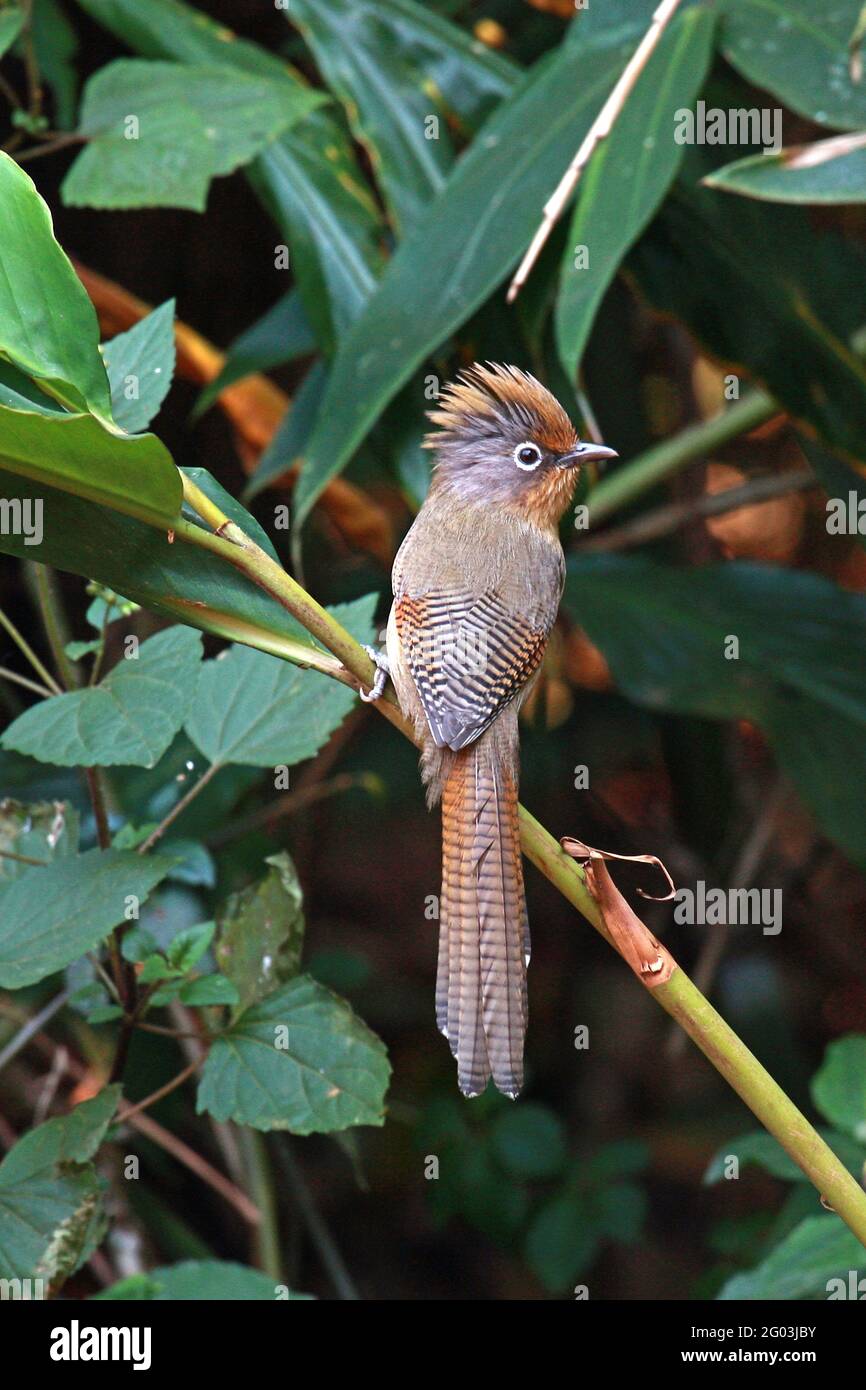 Une barque à l'extérieur (Actinodura ramsayi) Perchée sur une tige de bambou dans la forêt du Nord Thaïlande Banque D'Images