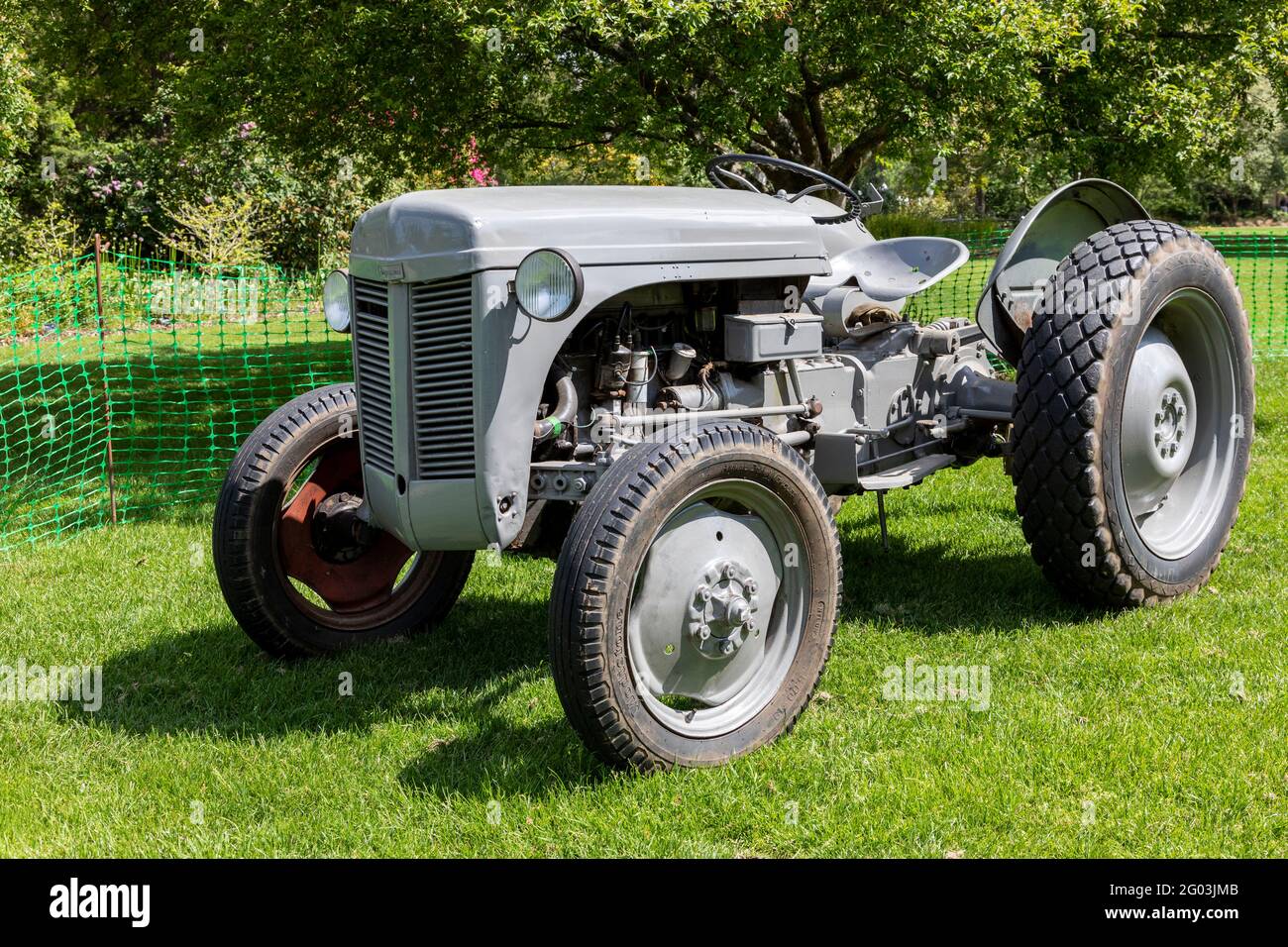 Tracteur d'époque Massey Ferguson TE20. Affectueusement connu sous le nom de Little Fergie Banque D'Images