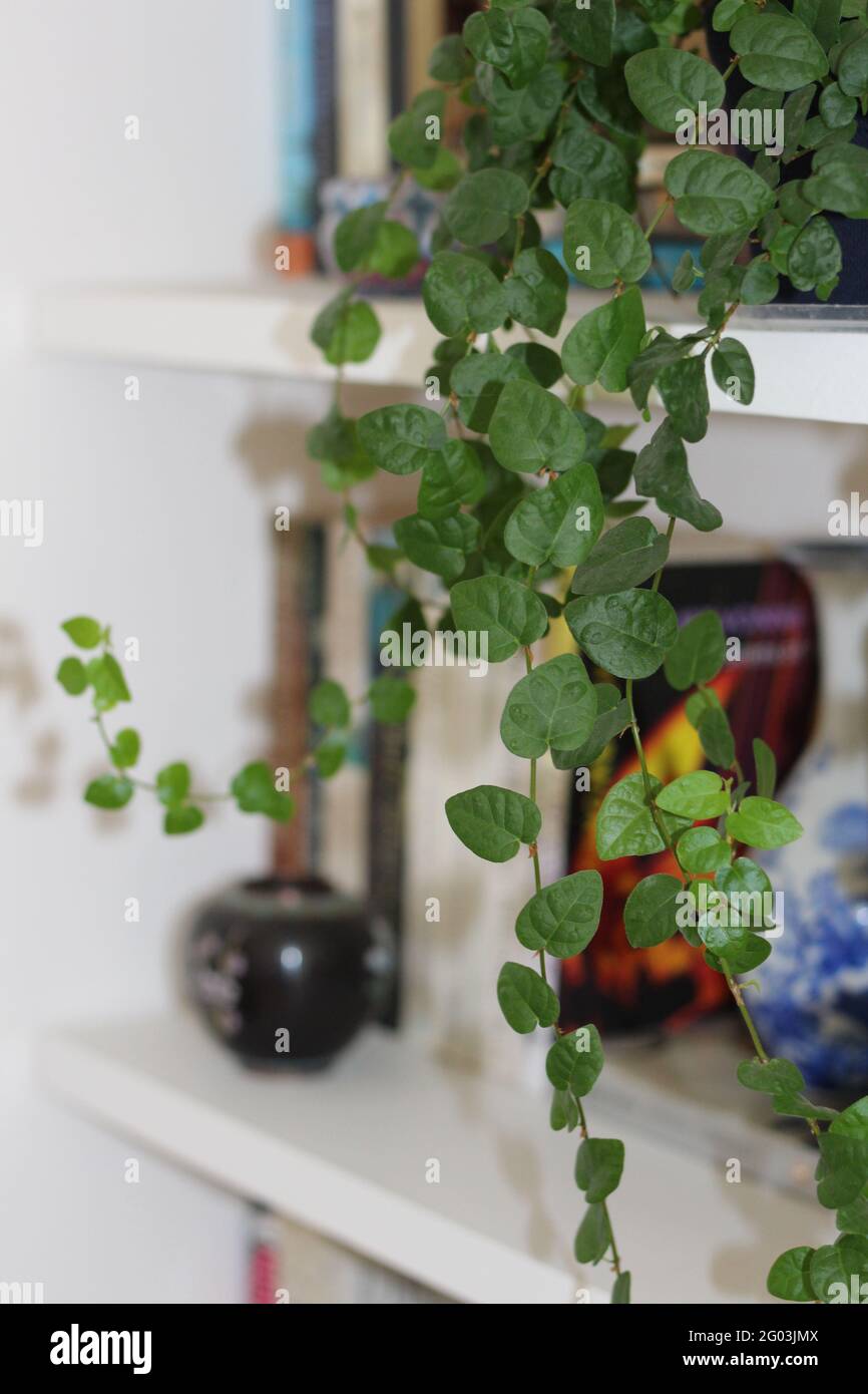 Ficus pumila (figue rampante) traînant vers le bas d'une bibliothèque Banque D'Images