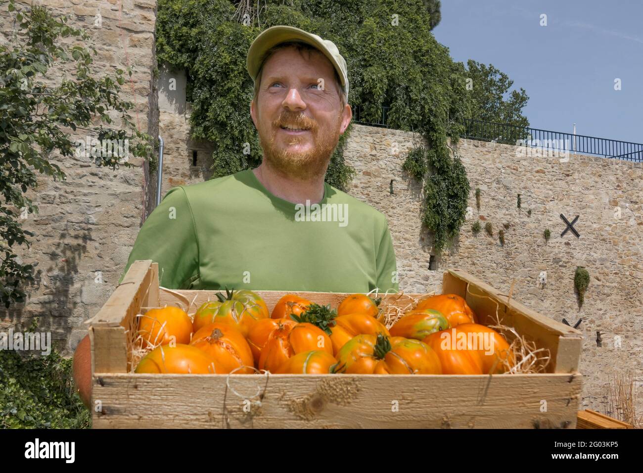 FRANCE - LOIRE ATLANTIQUE (44) - NANTES - LE JARDINIER OLIVIER DURAND ET SES TOMATES, AVEC UNE SAVEUR UNIQUE. Banque D'Images