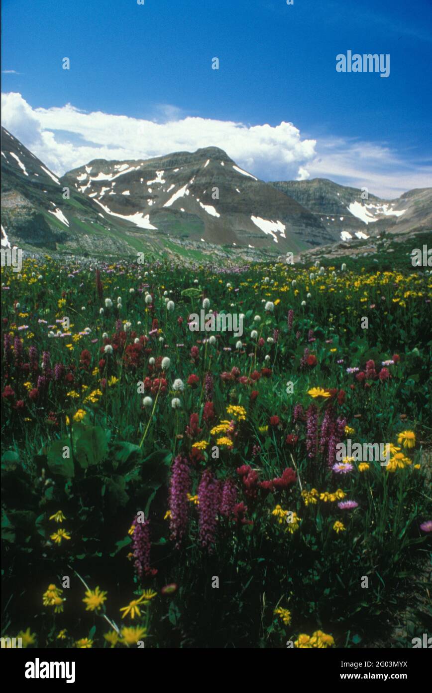 Crested Butte, comté de Gunnison, Colorado Banque D'Images